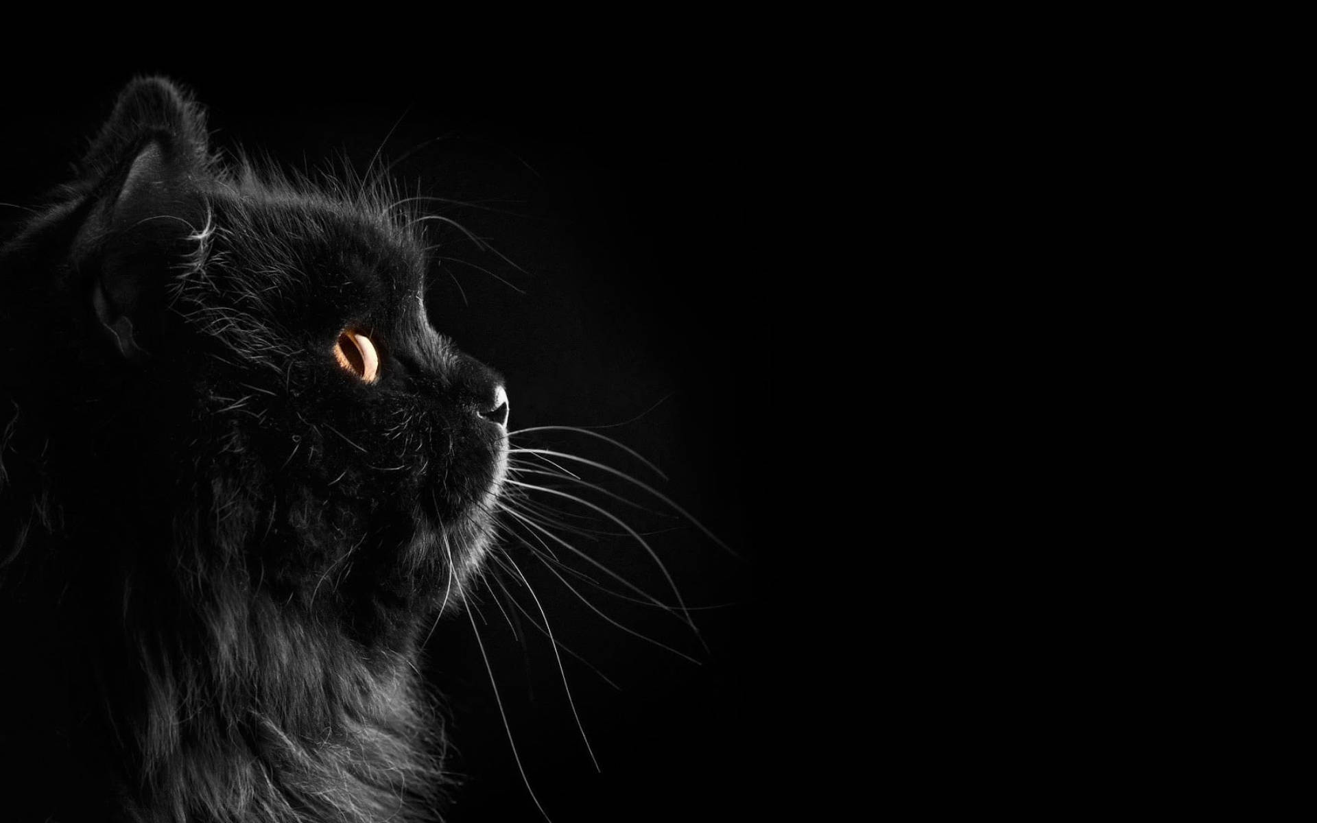 Cute Black Cat Whiskers Background