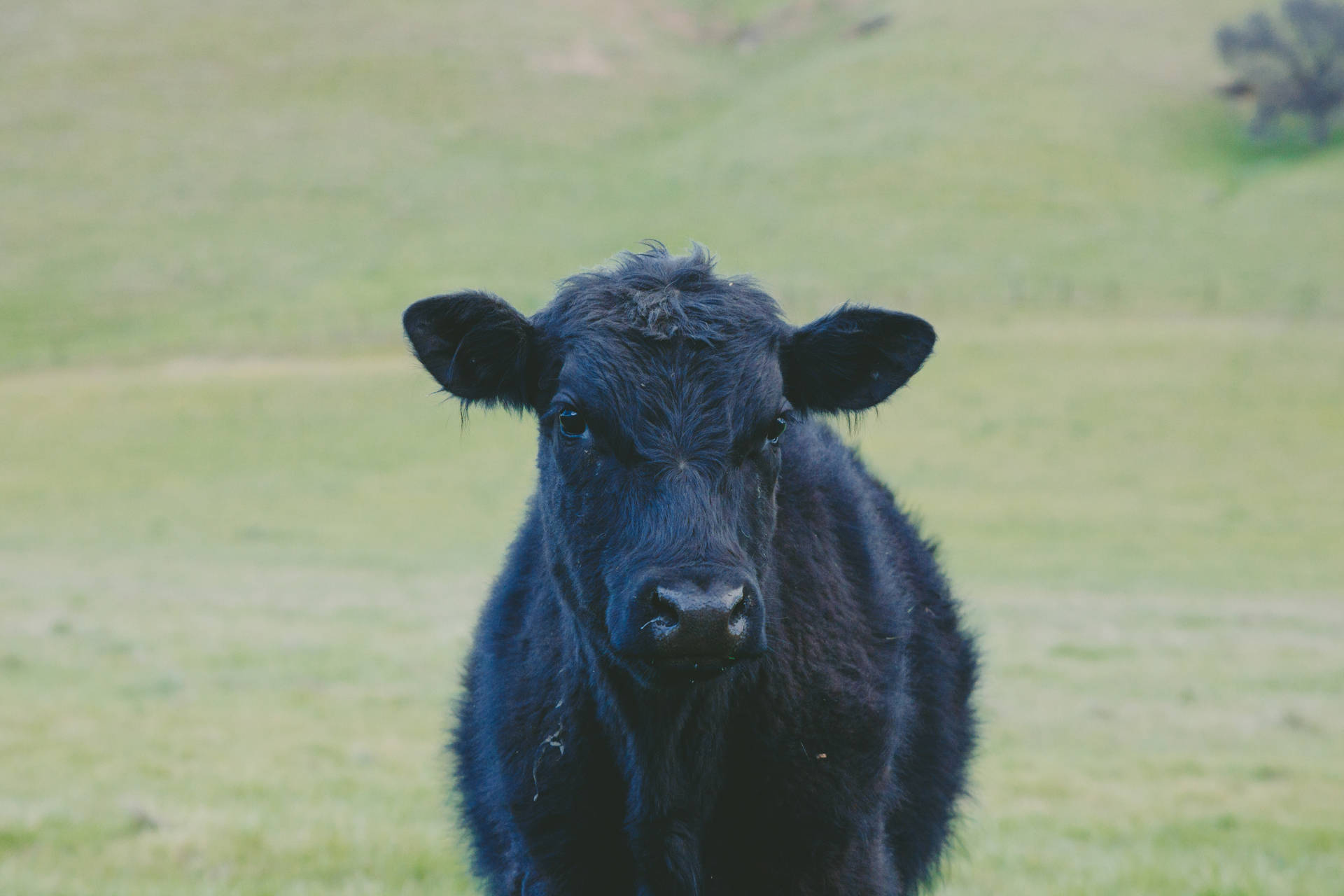 Cute Black Cow On Grass Background