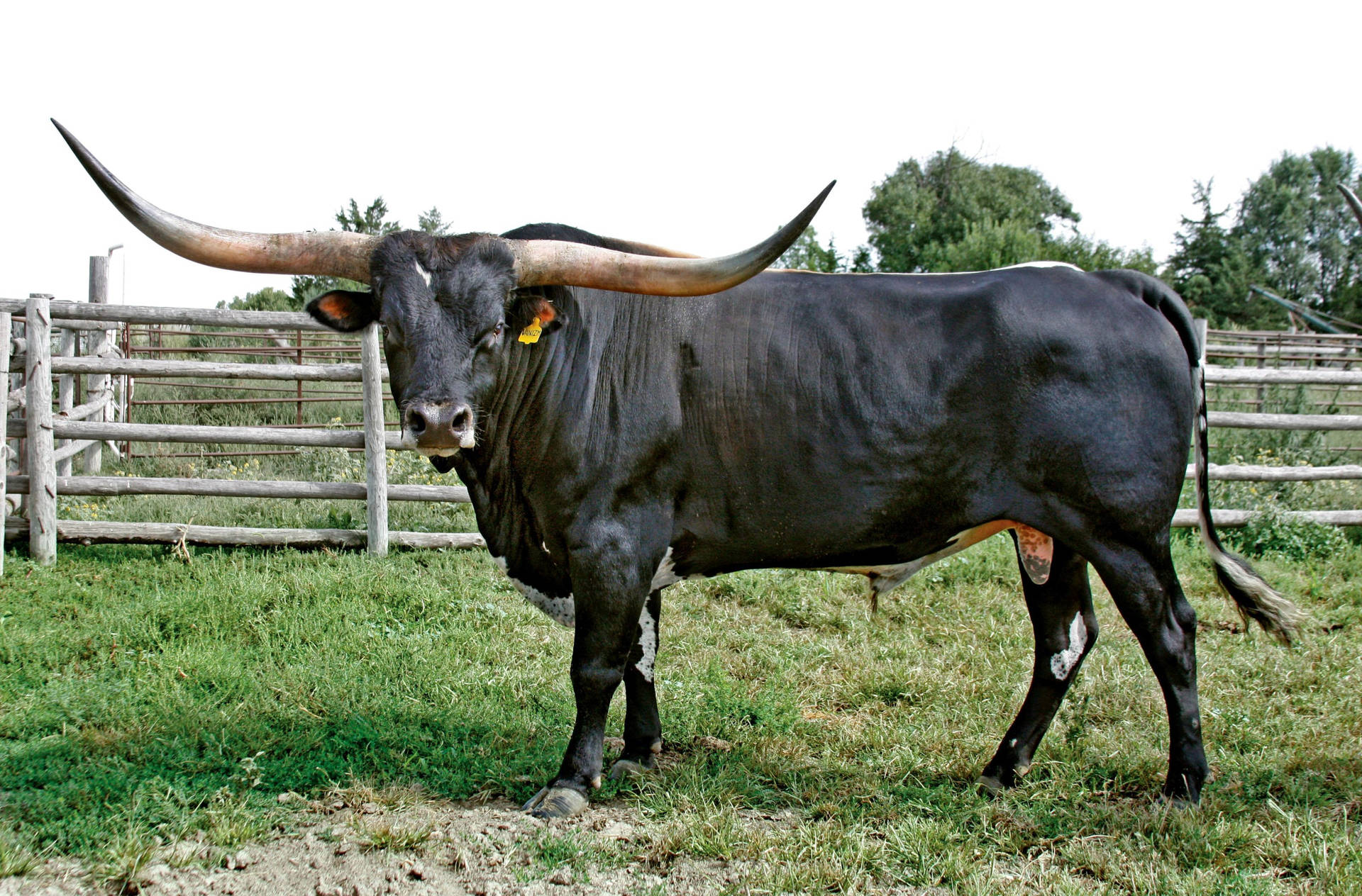 Cute Black Cow With Long Horns Background