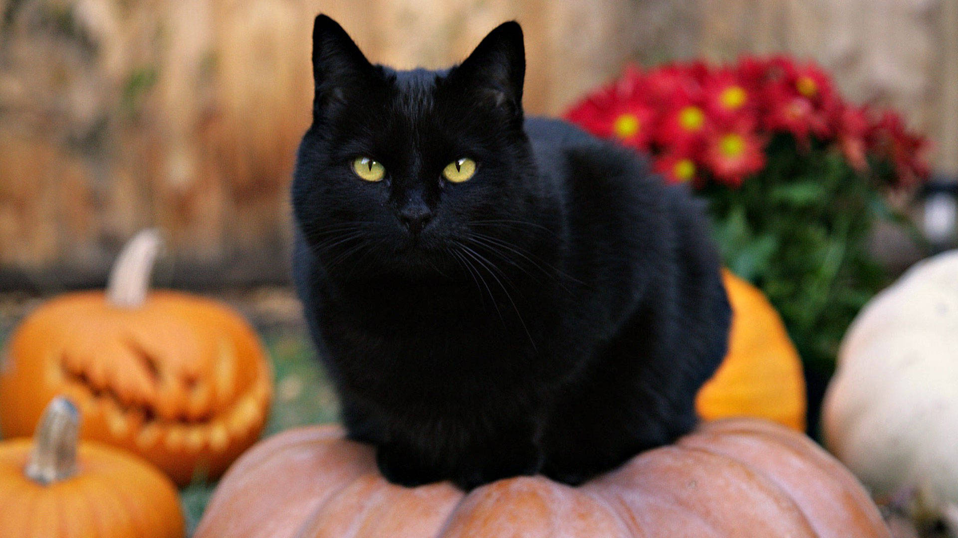 Cute Black Fluffy Cat Background