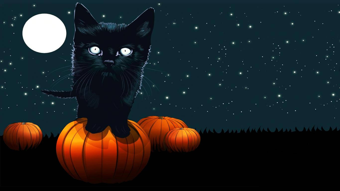 Cute Black Kitten On Pumpkin Background