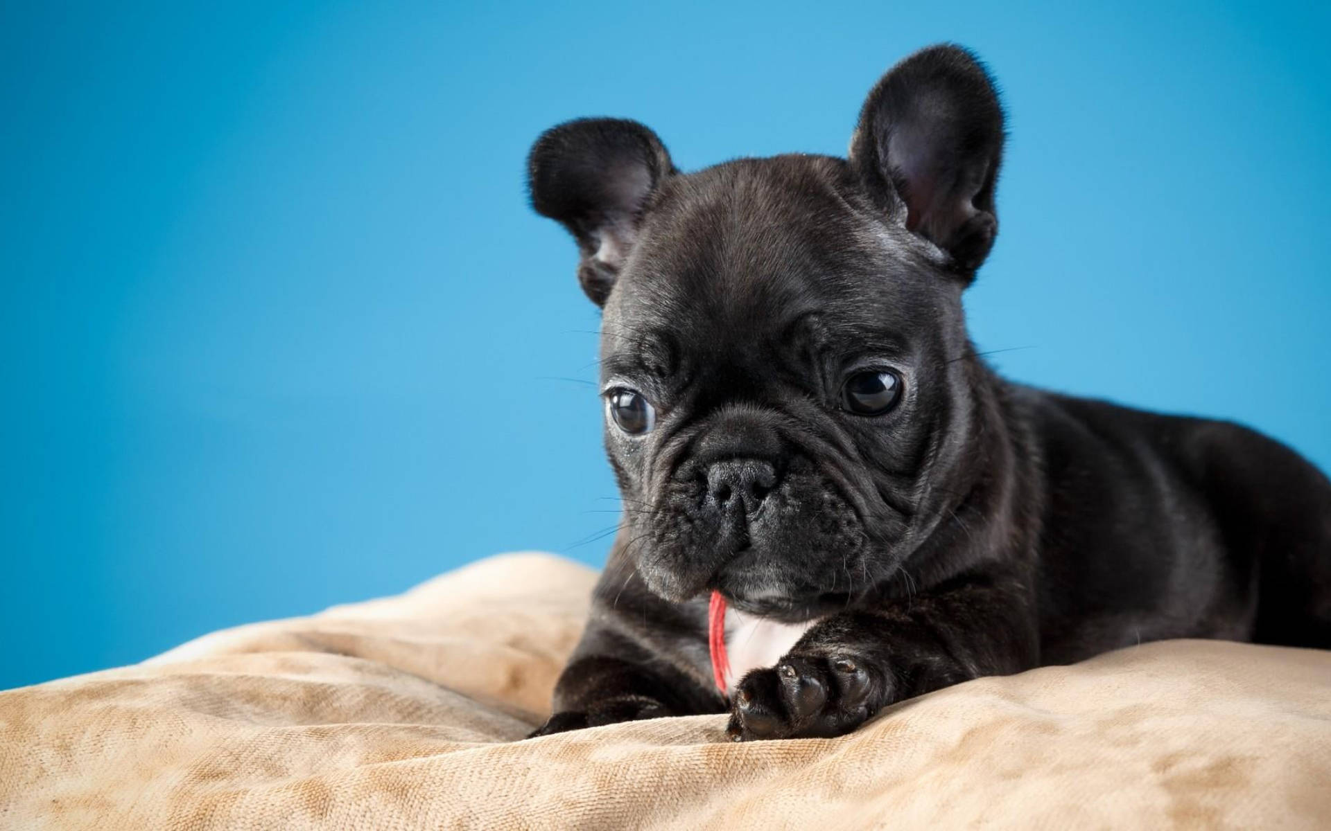 Cute Black Puppy On Pillow Background