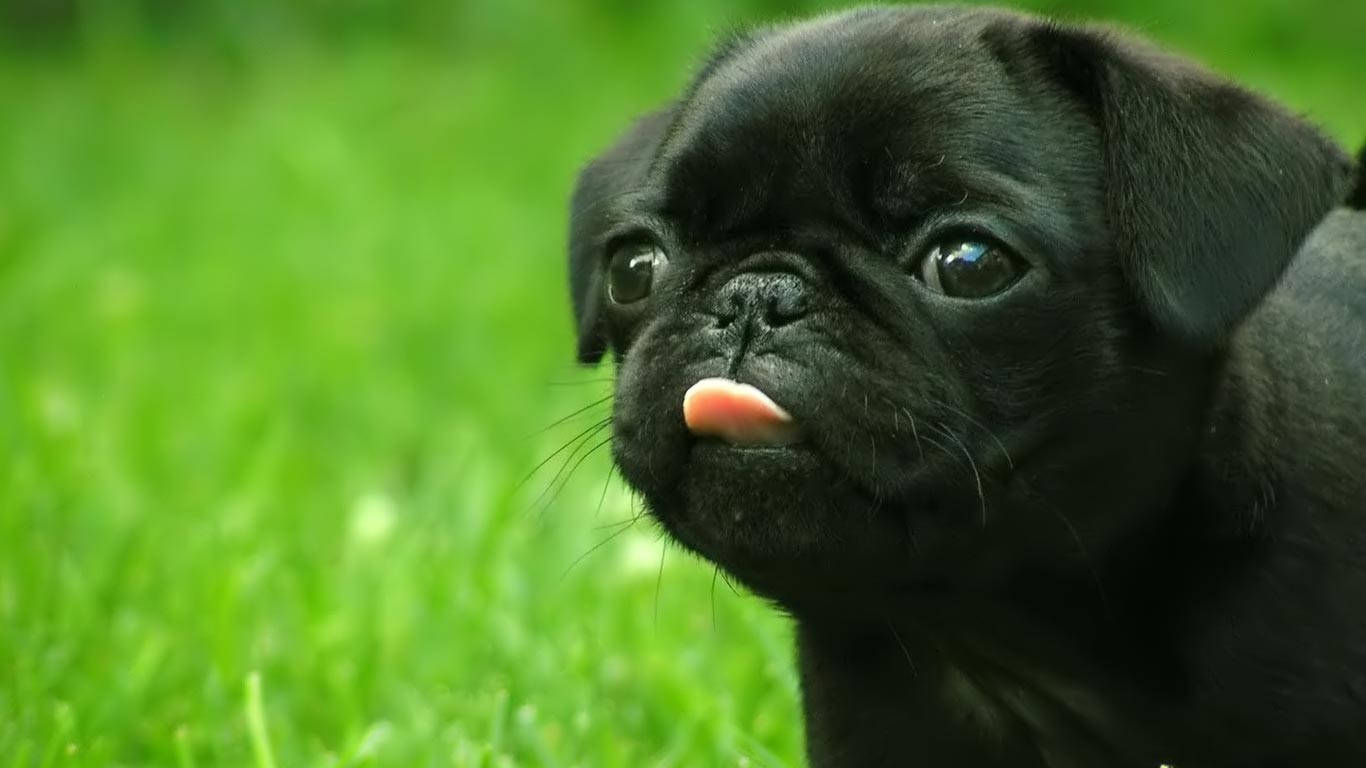 Cute Black Puppy Tongue Out Background