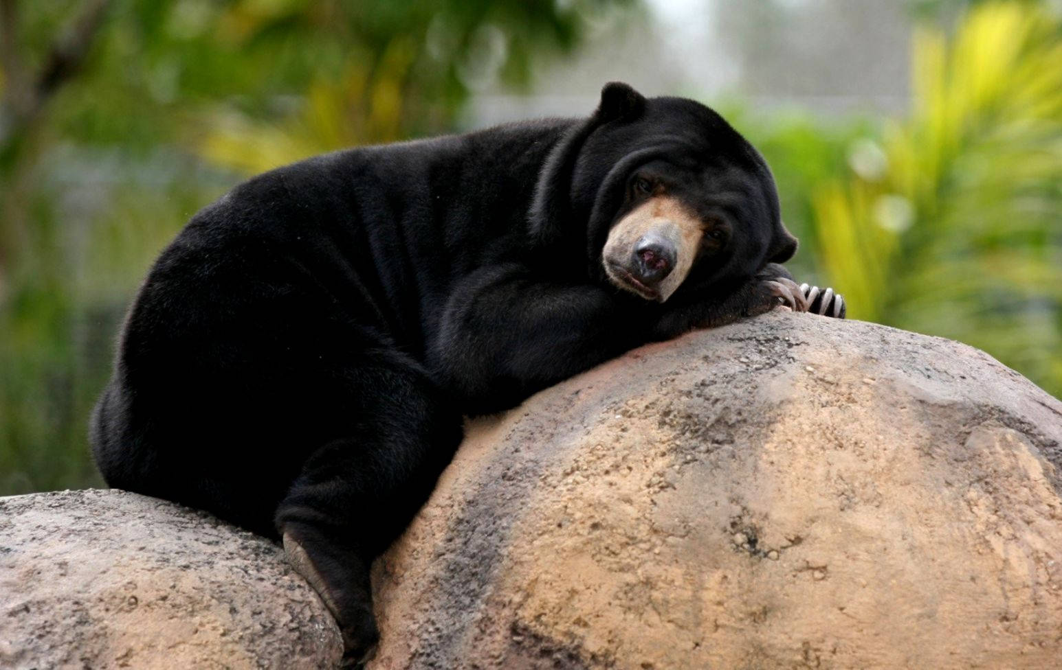 Cute Black Sleeping Bear Background