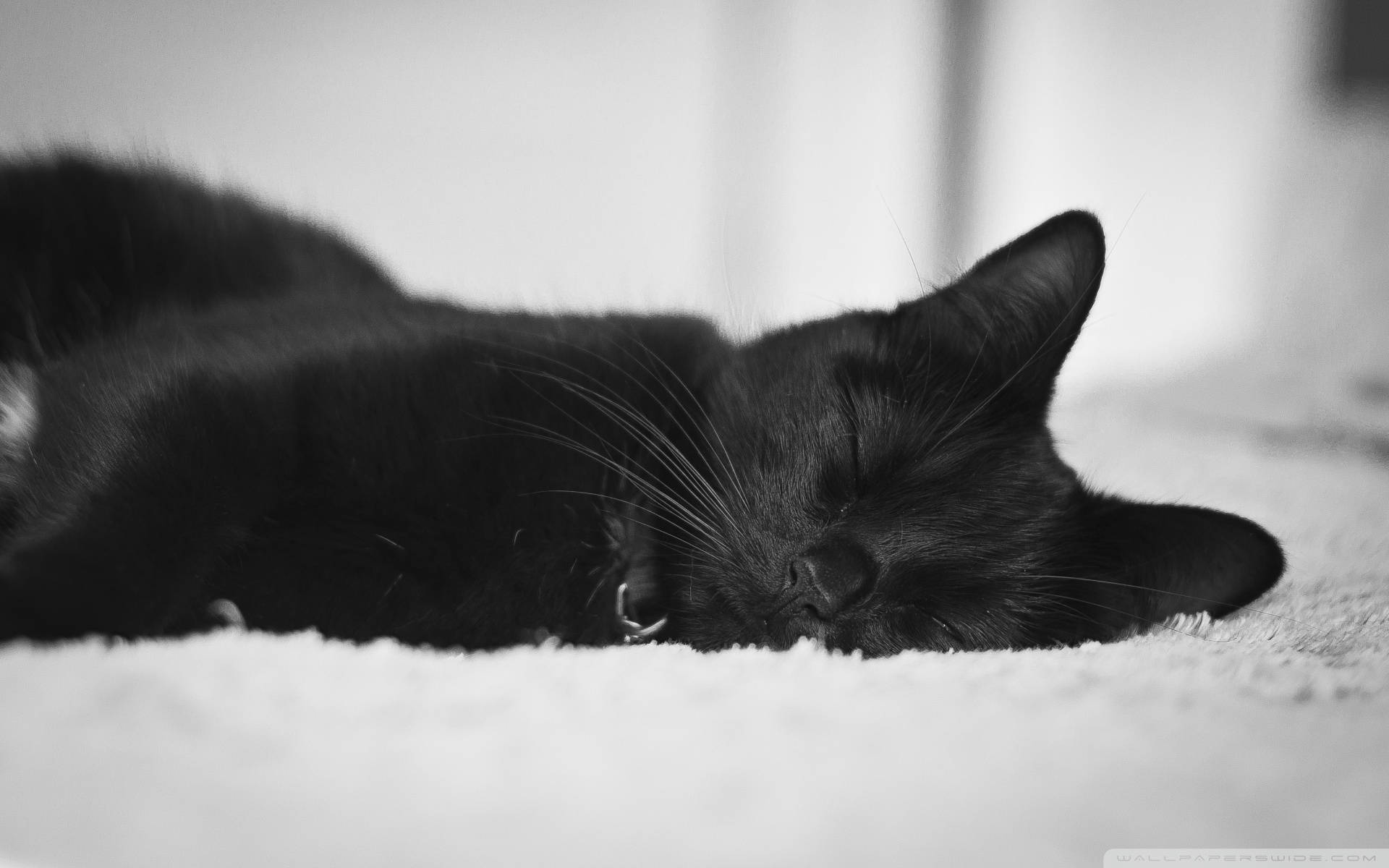 Cute Black Sleeping Cat