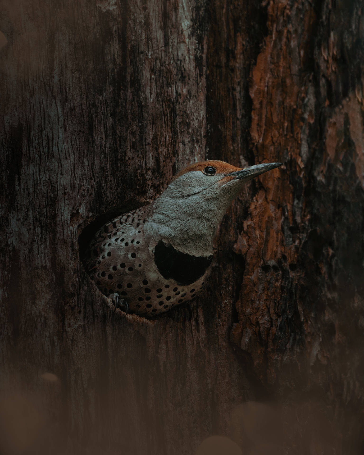 Cute Black Tree Bird Aesthetic Background