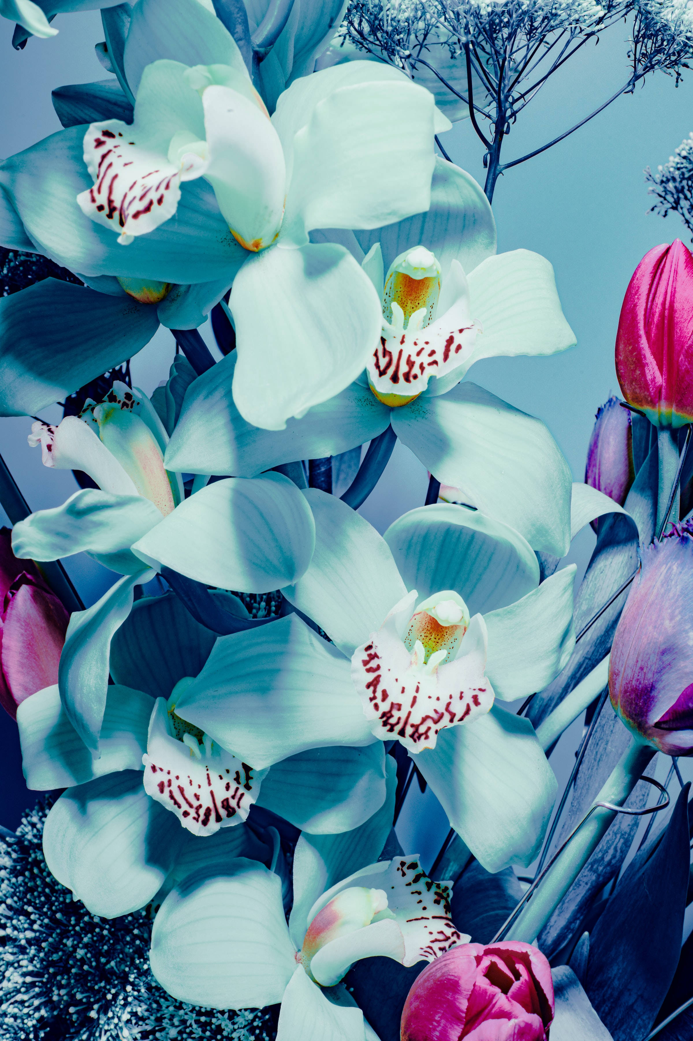 Cute Blue Aesthetic Blue Orchids Flower