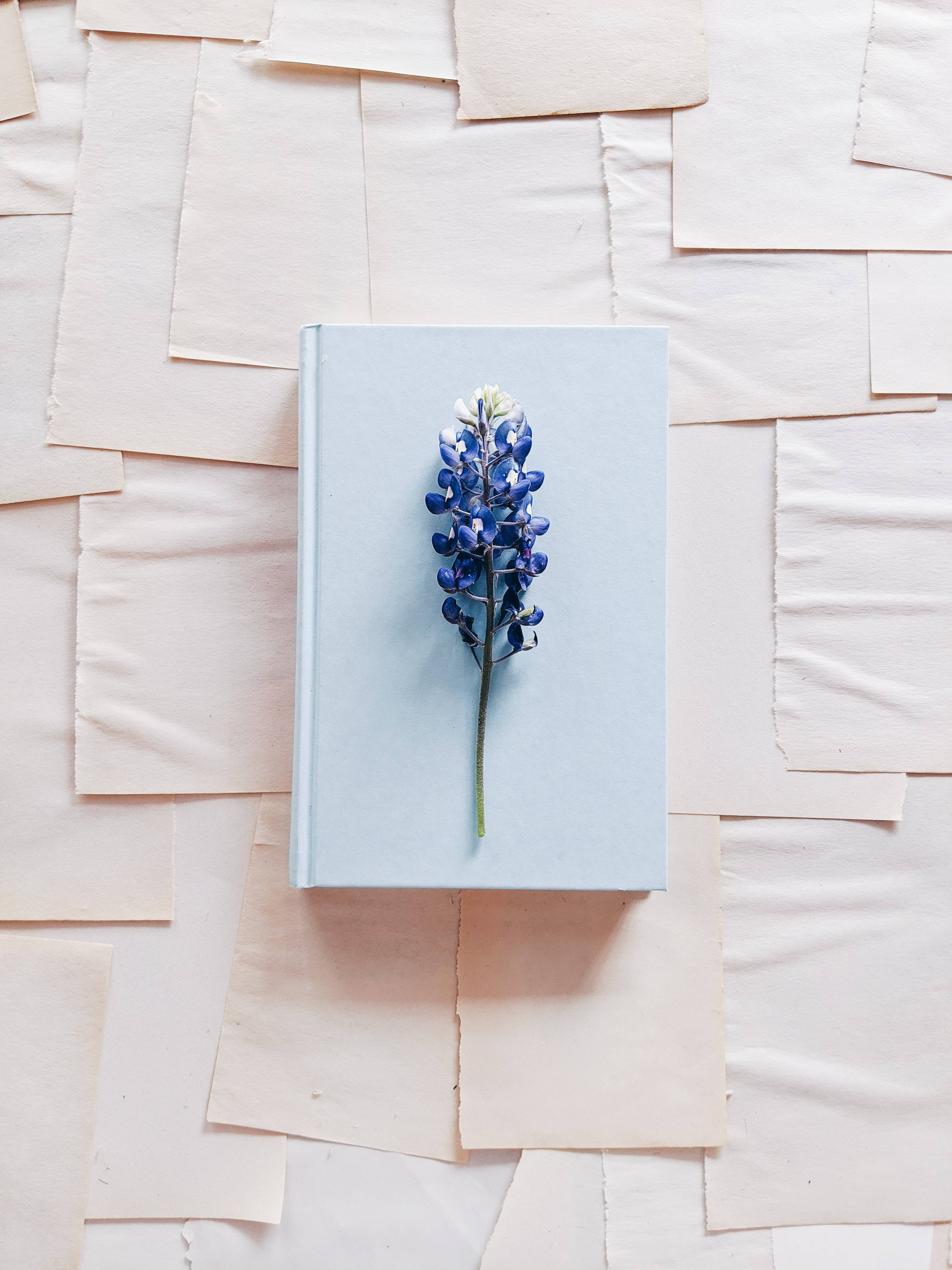 Cute Blue Aesthetic Bluebonnet Flower Background
