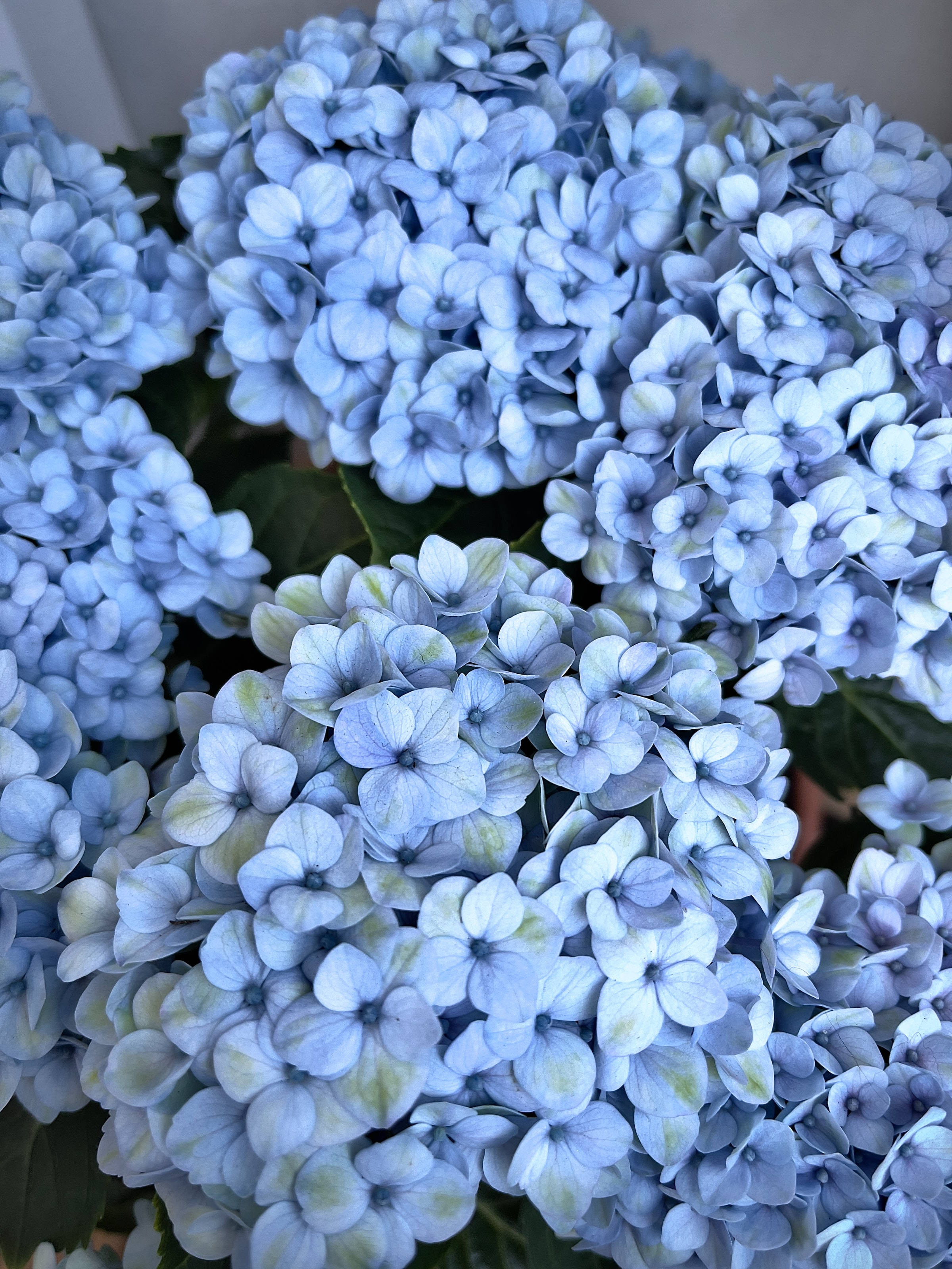 Cute Blue Aesthetic Hydrangea Flowers Background