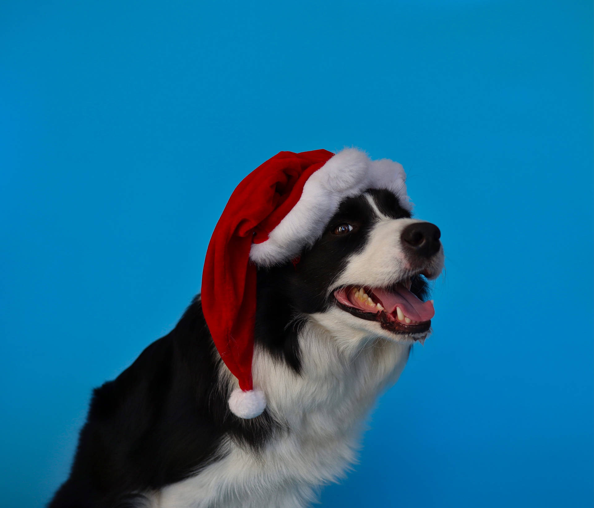 Cute Blue Dog Santa Hat
