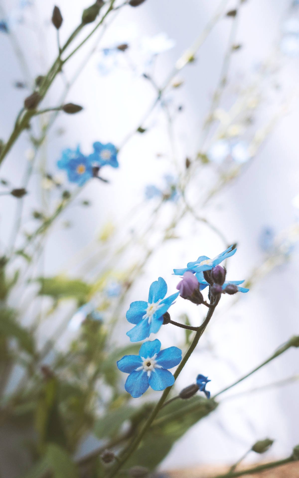 Cute Blue Forget Me Not Background