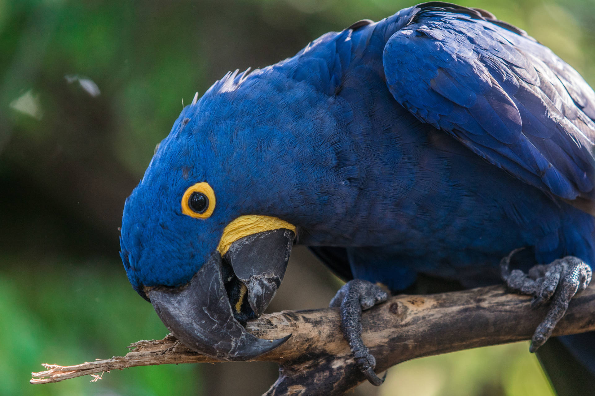 Cute Blue Parrot Background