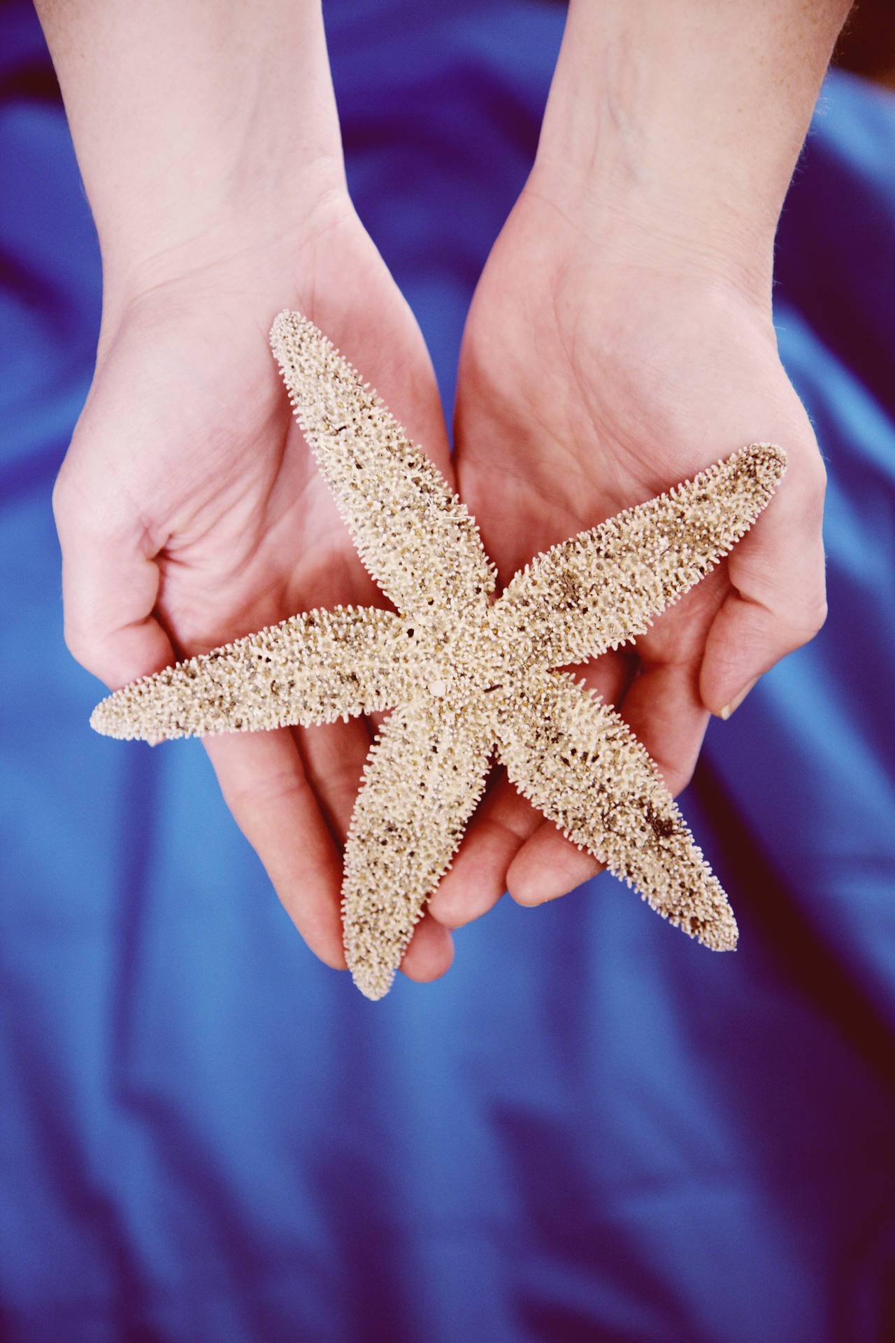 Cute Blue Starfish Background