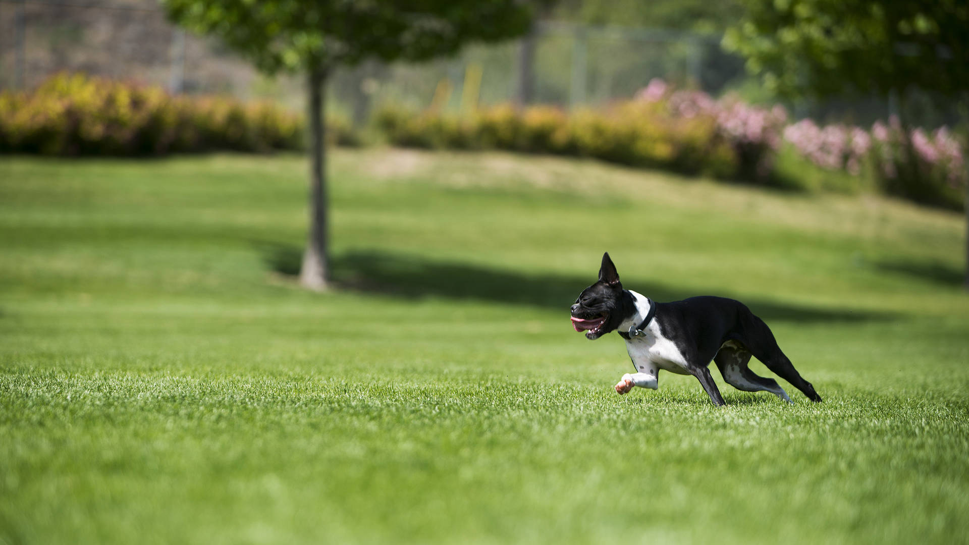 Cute Boston Terrier Dog Running On Field