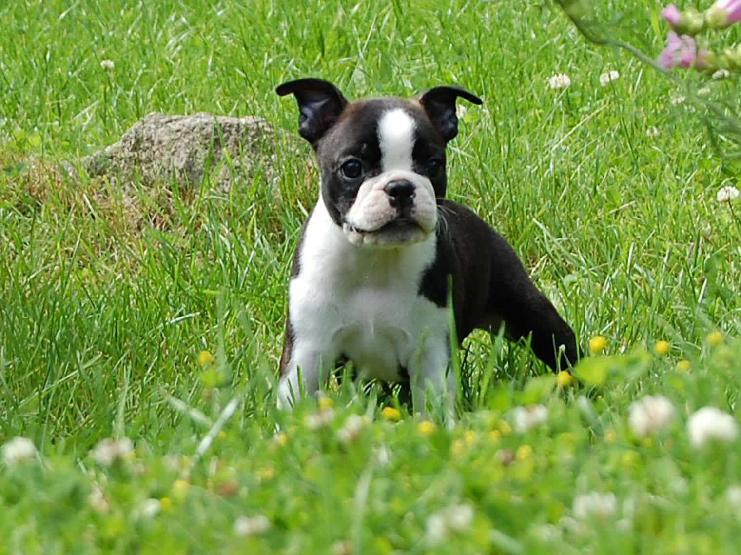 Cute Boston Terrier Puppy Smiling Background