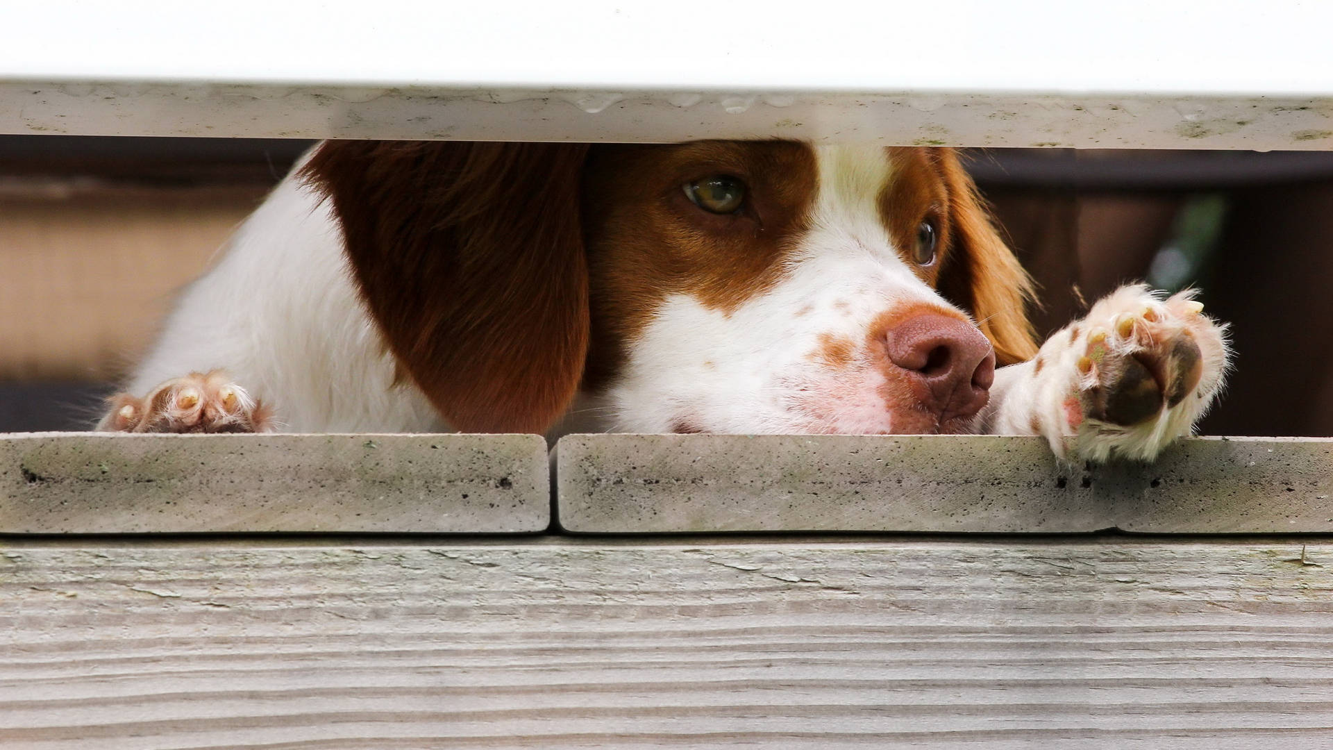 Cute Brittany Dog Behind Wooden Fence