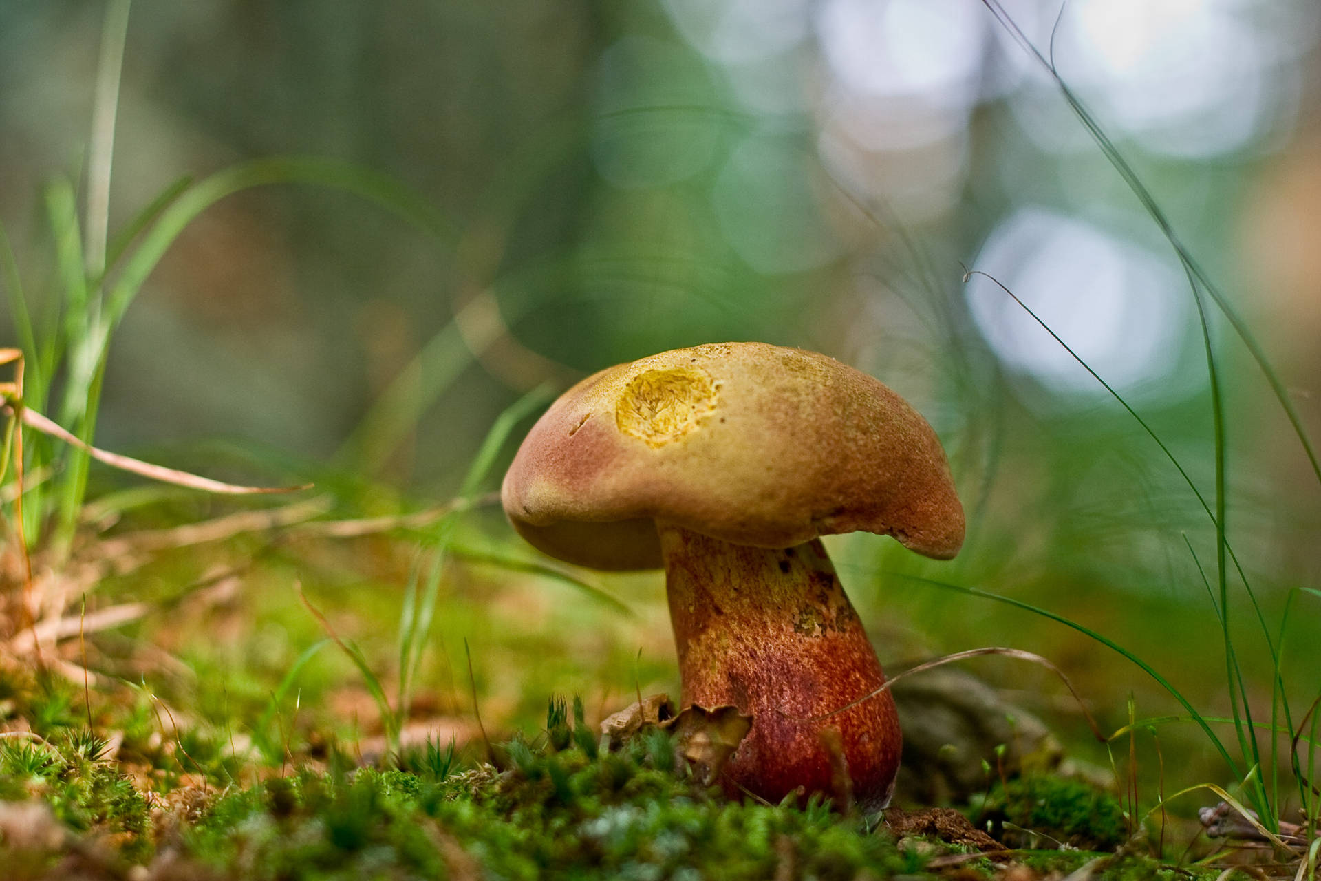 Cute Brown And Yellow Mushroom On Grass Background