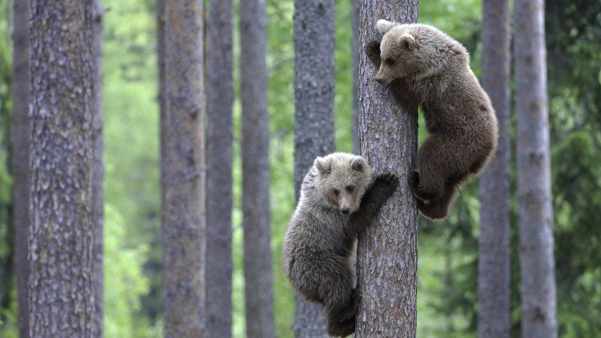 Cute Brown Bear Cubs On Tree Background