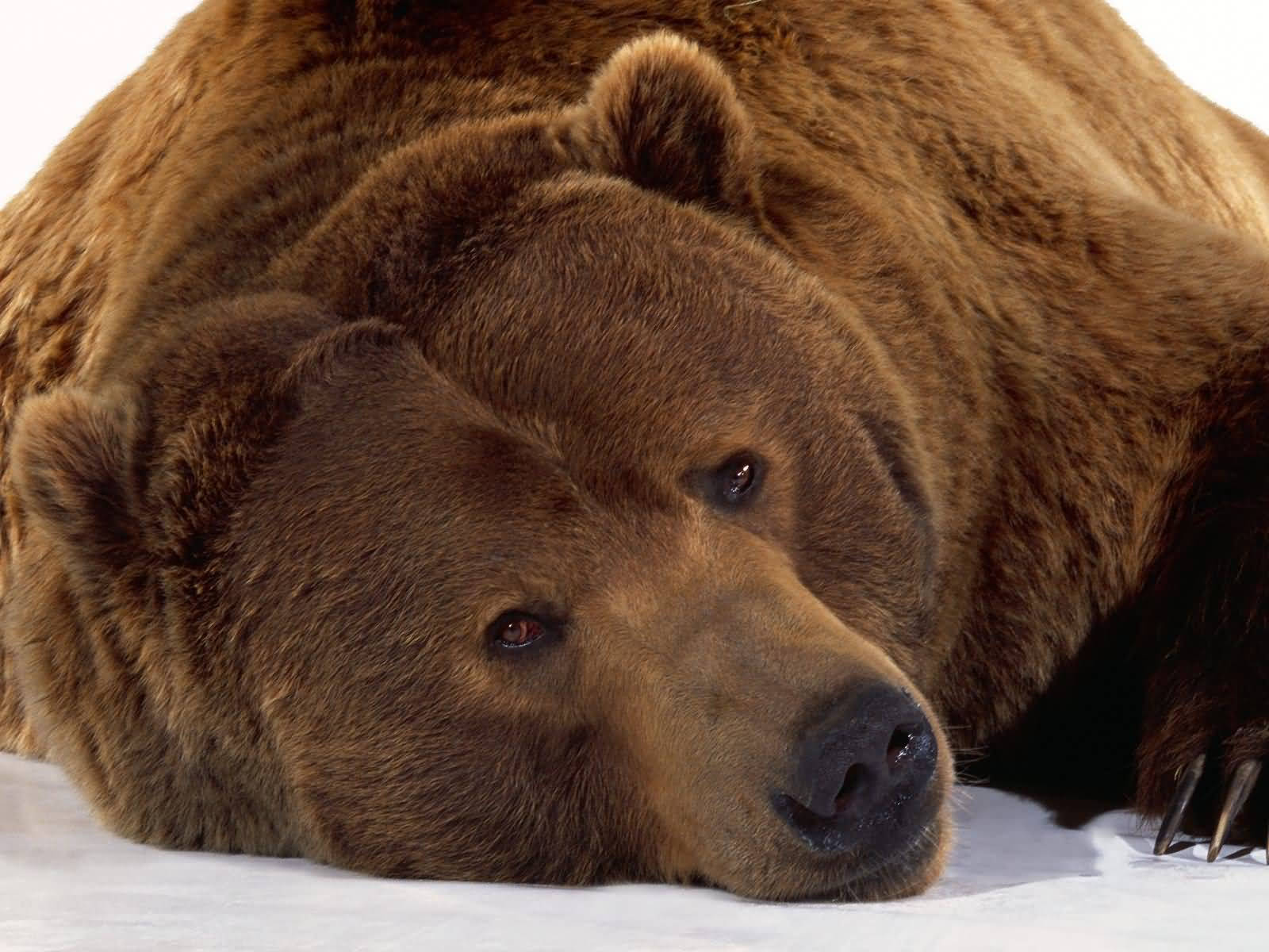 Cute Brown Bear On Snow Background