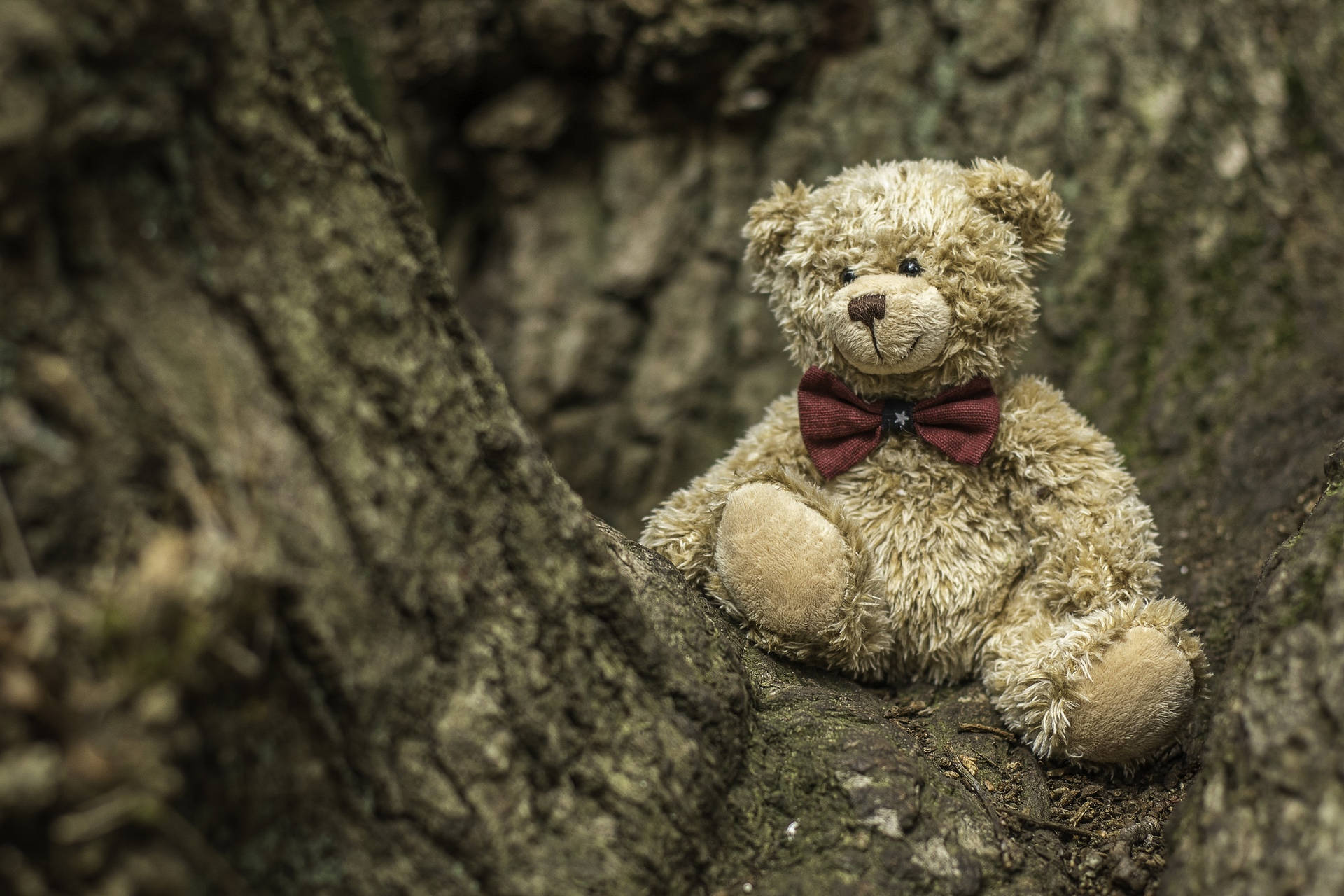 Cute Brown Bear Teddy On Tree Background