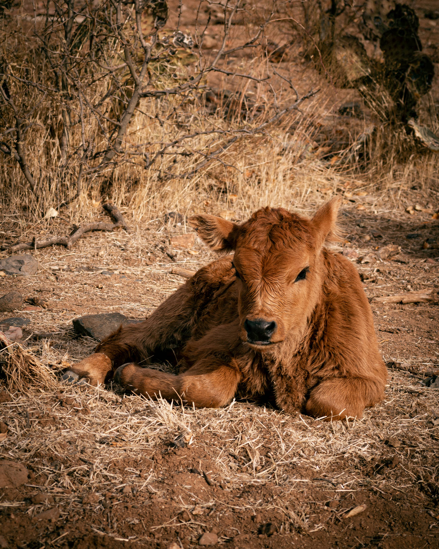 Cute Brown Cow Lying On Soil Background