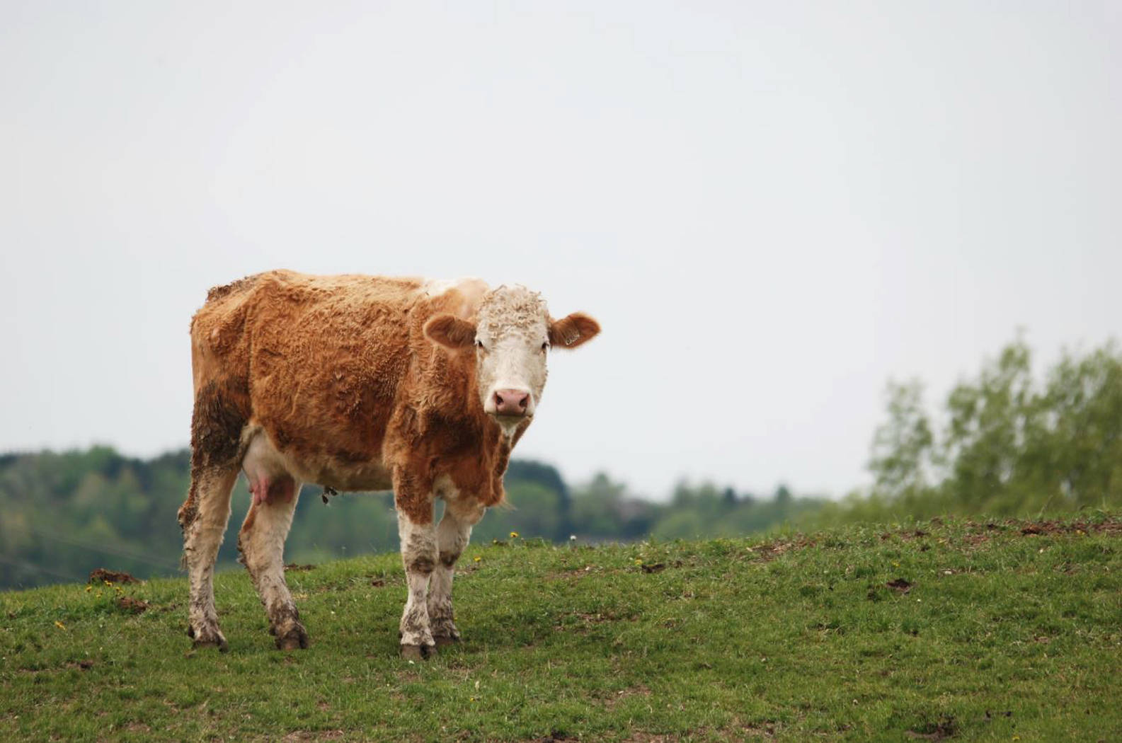 Cute Brown Cow Standing On Hill Background