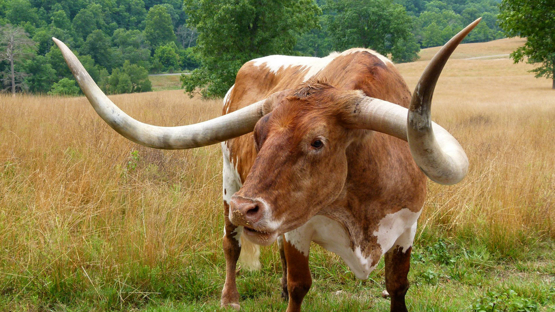 Cute Brown Cow With Curved Horns On Grass Background