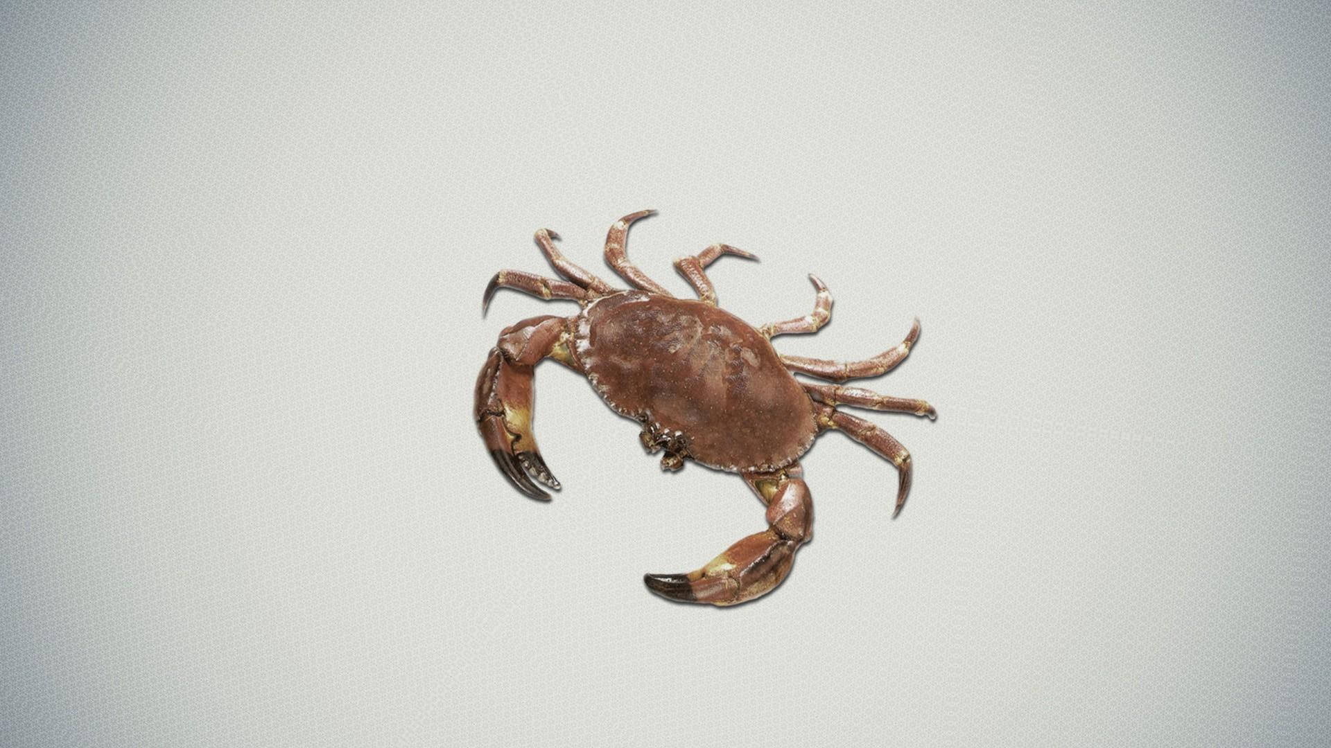 Cute Brown Crab Background