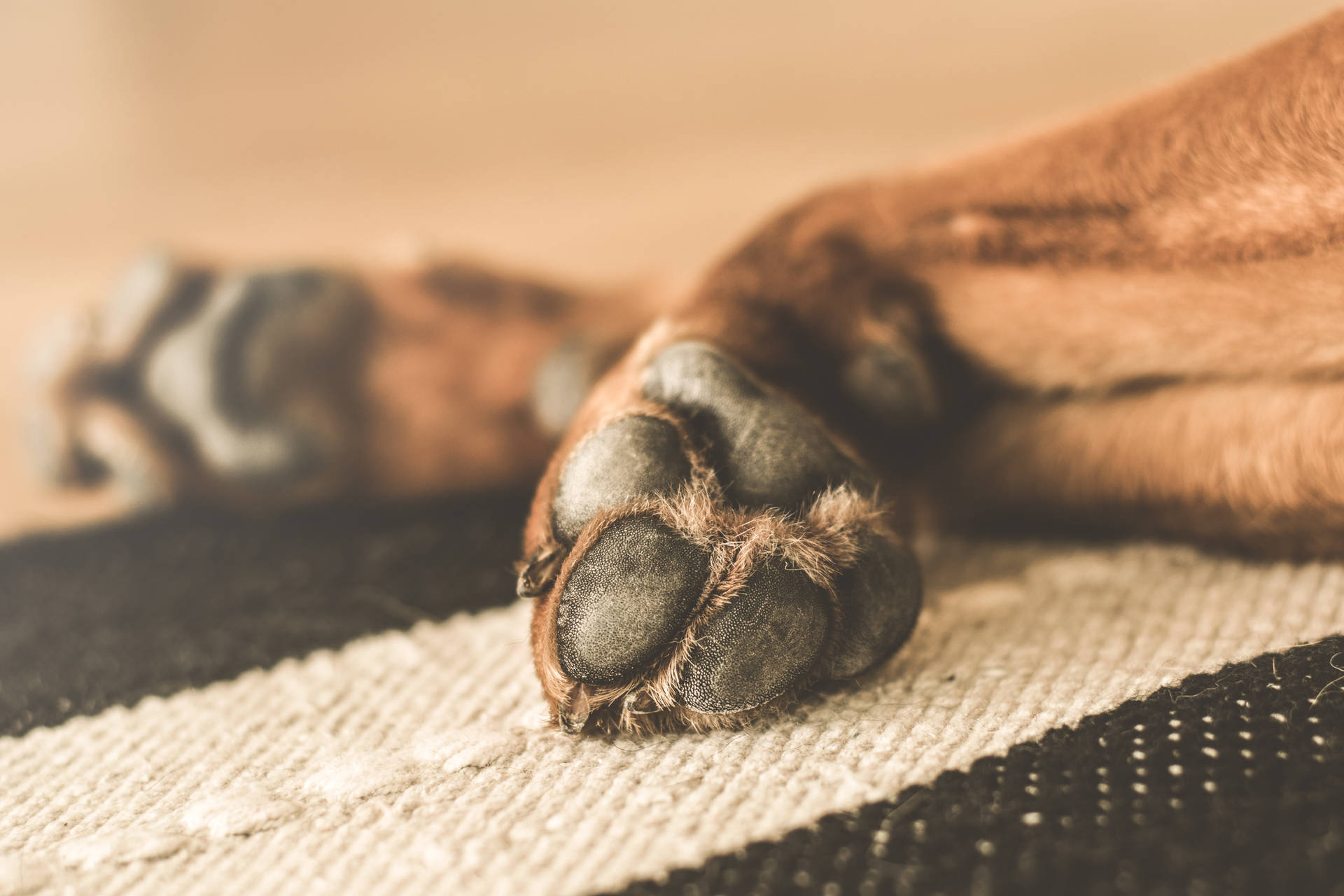 Cute Brown Dog Lying On Its Back Enjoying Its Day Background