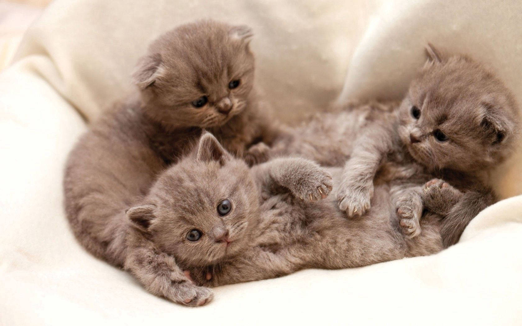 Cute Brown Gray Kittens Background