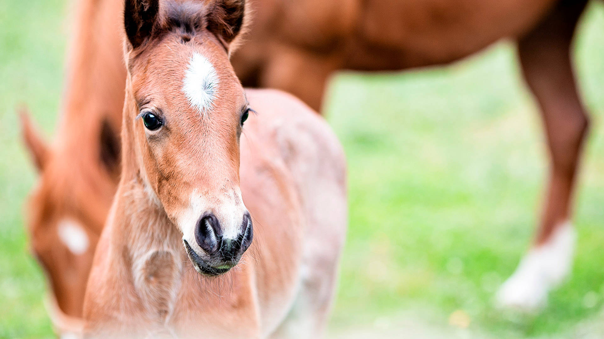 Cute Brown Little Foal Close Up Shot