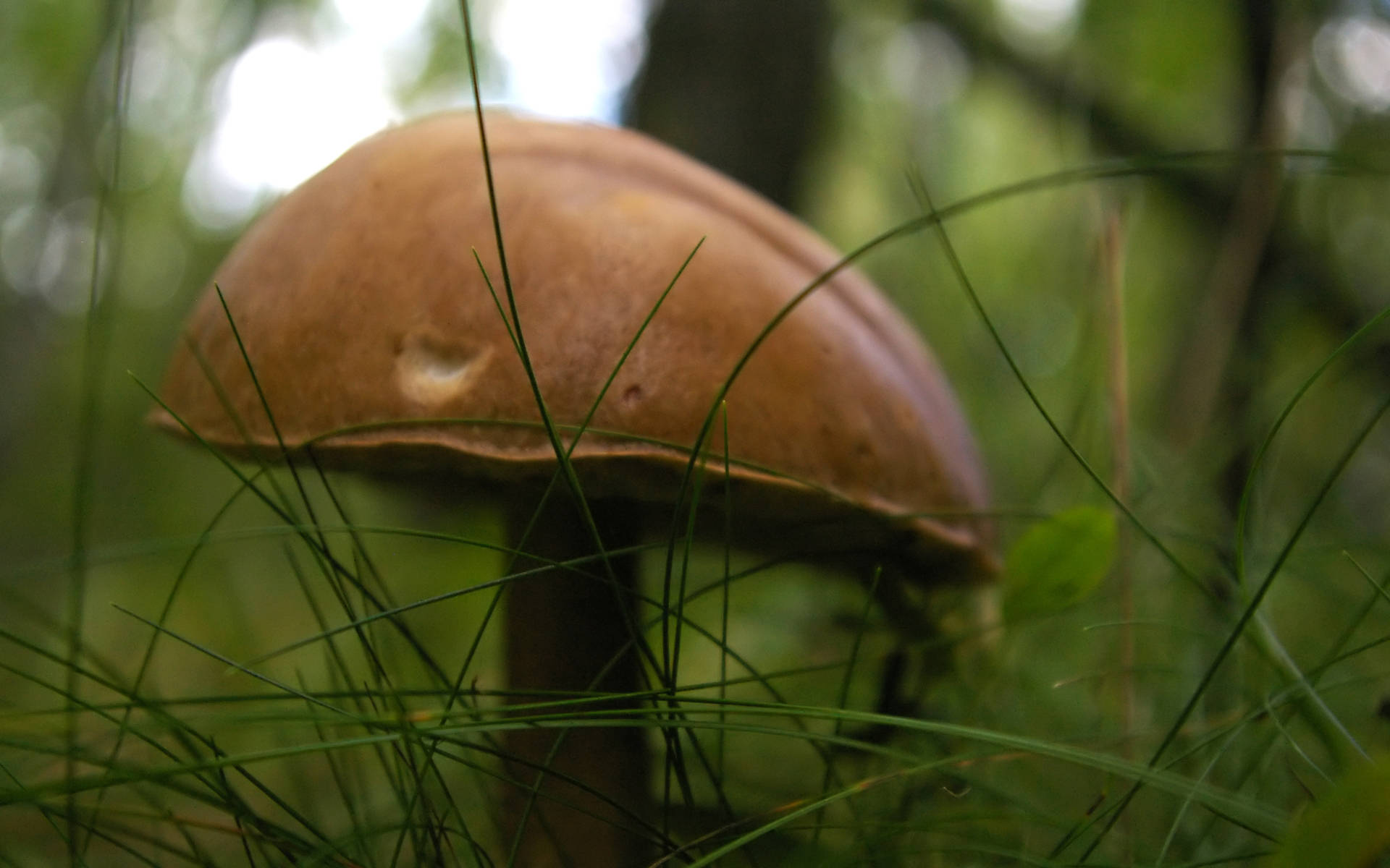 Cute Brown Mushroom Behind Thin Grass Background
