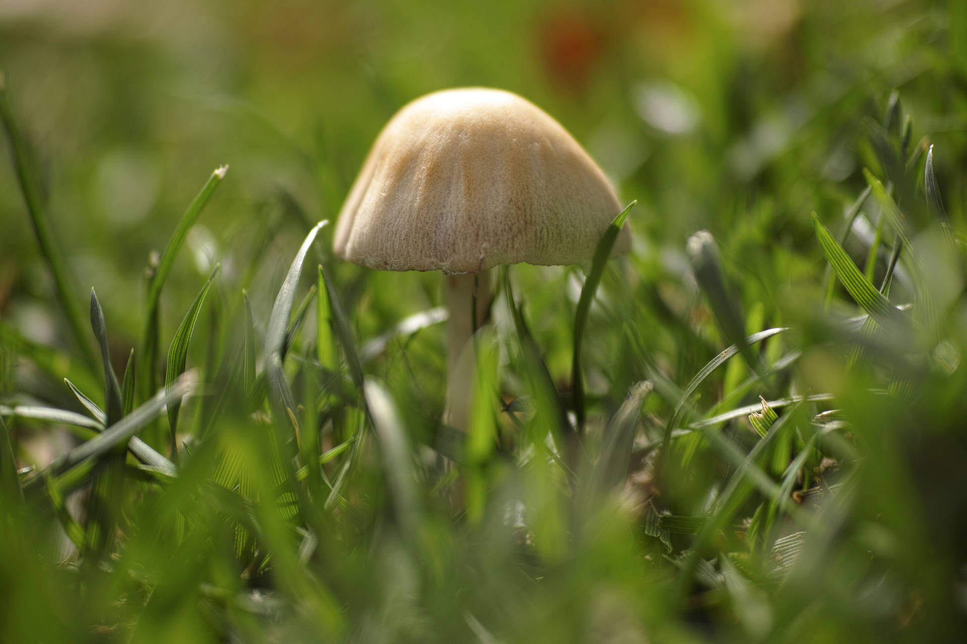 Cute Brown Mushroom Growing In Grass Background