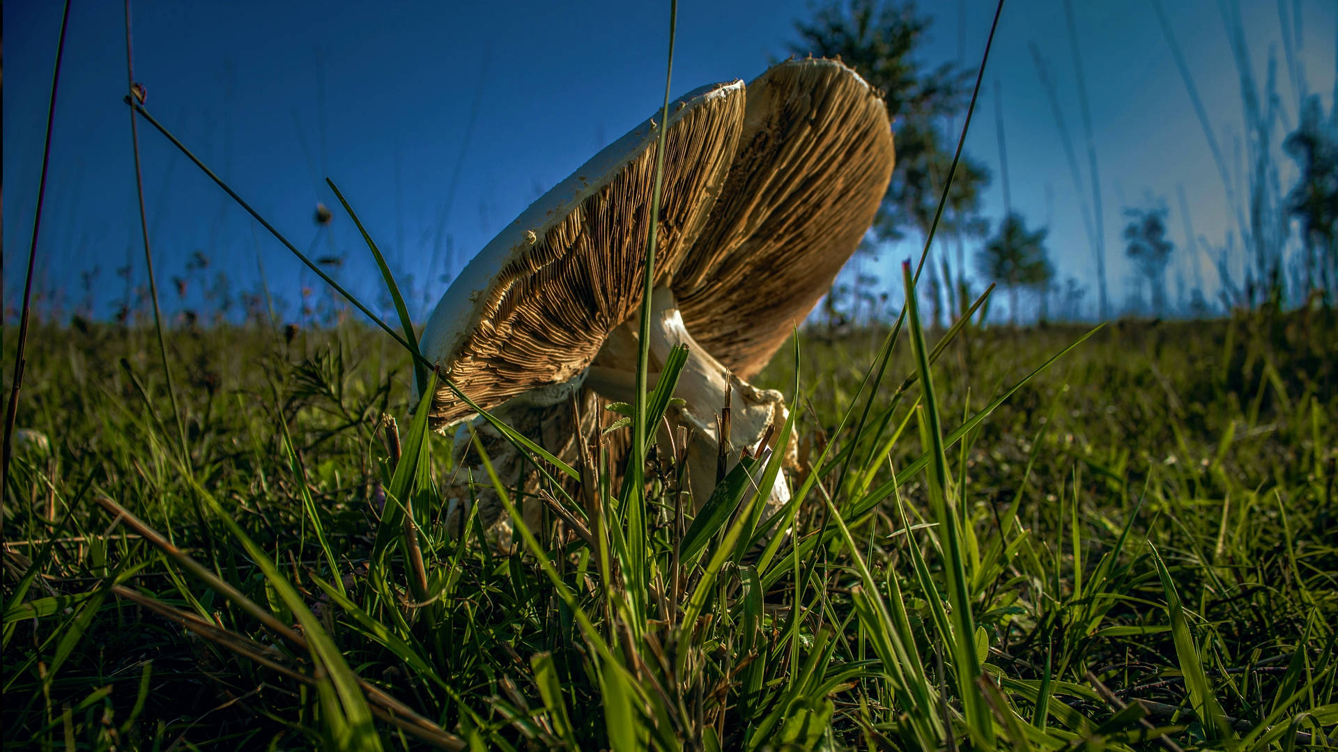 Cute Brown Mushroom Laid Down On Grass Background