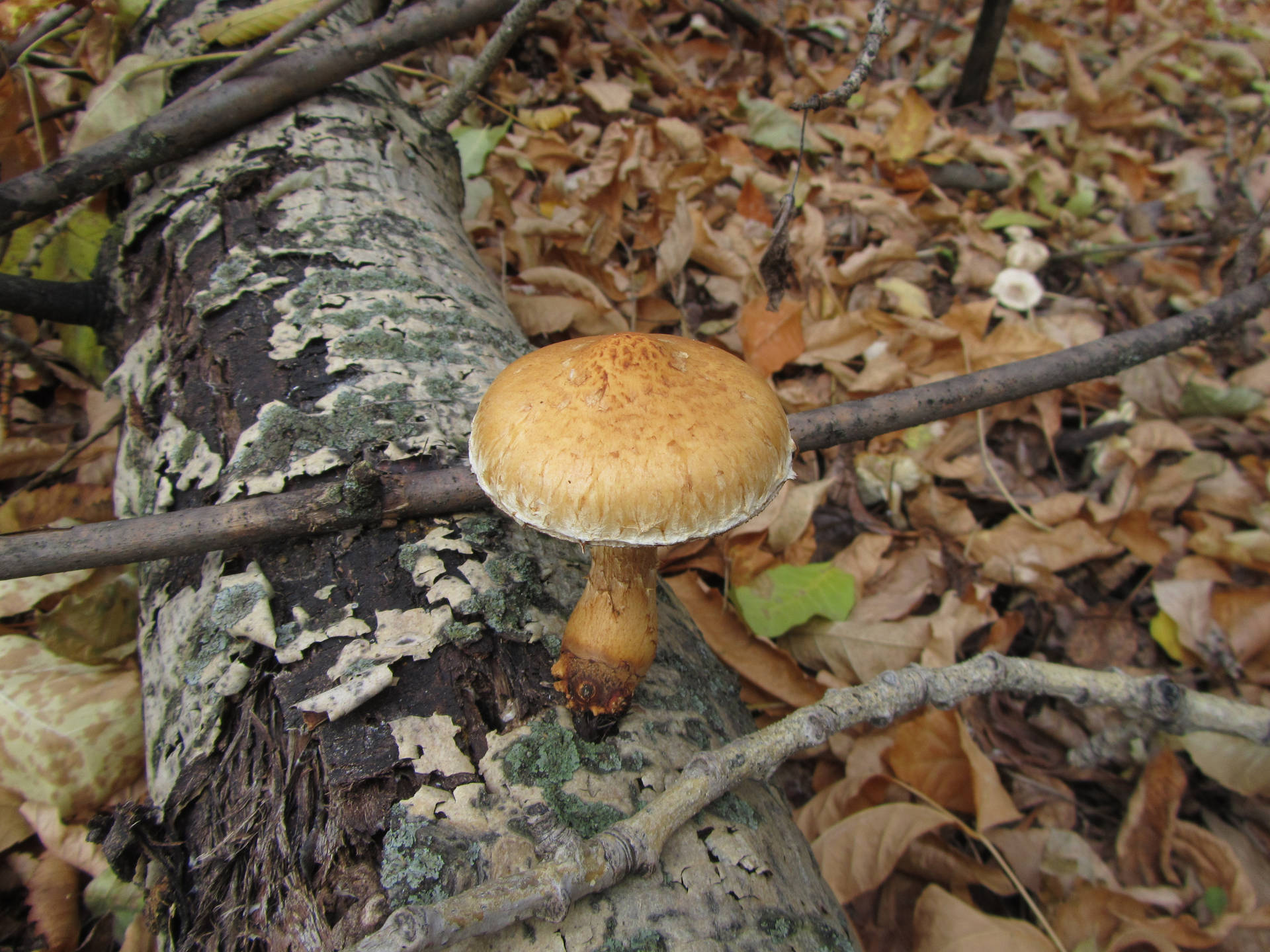 Cute Brown Mushroom On Tree Root Background