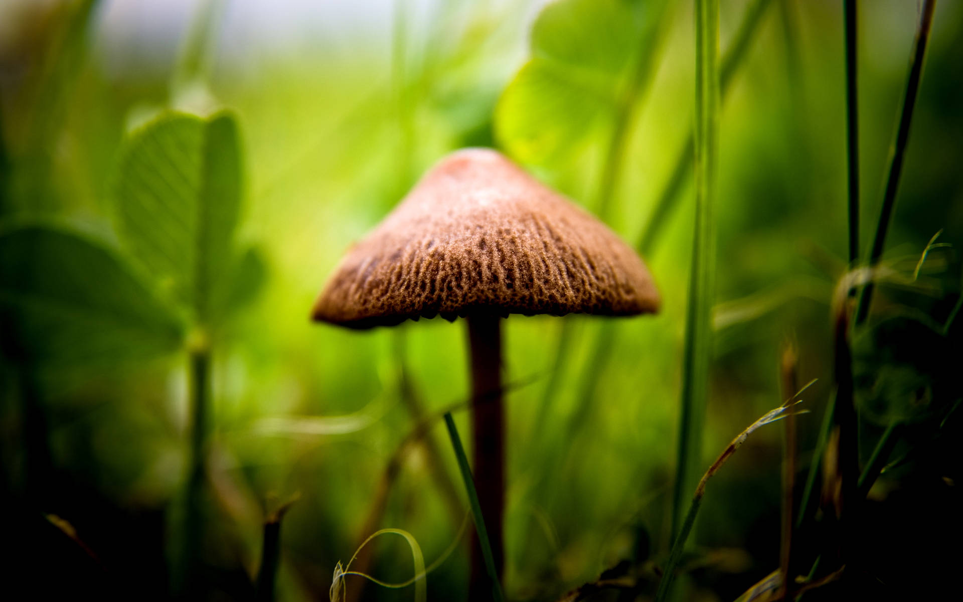 Cute Brown Mushroom With Rough Cap Background