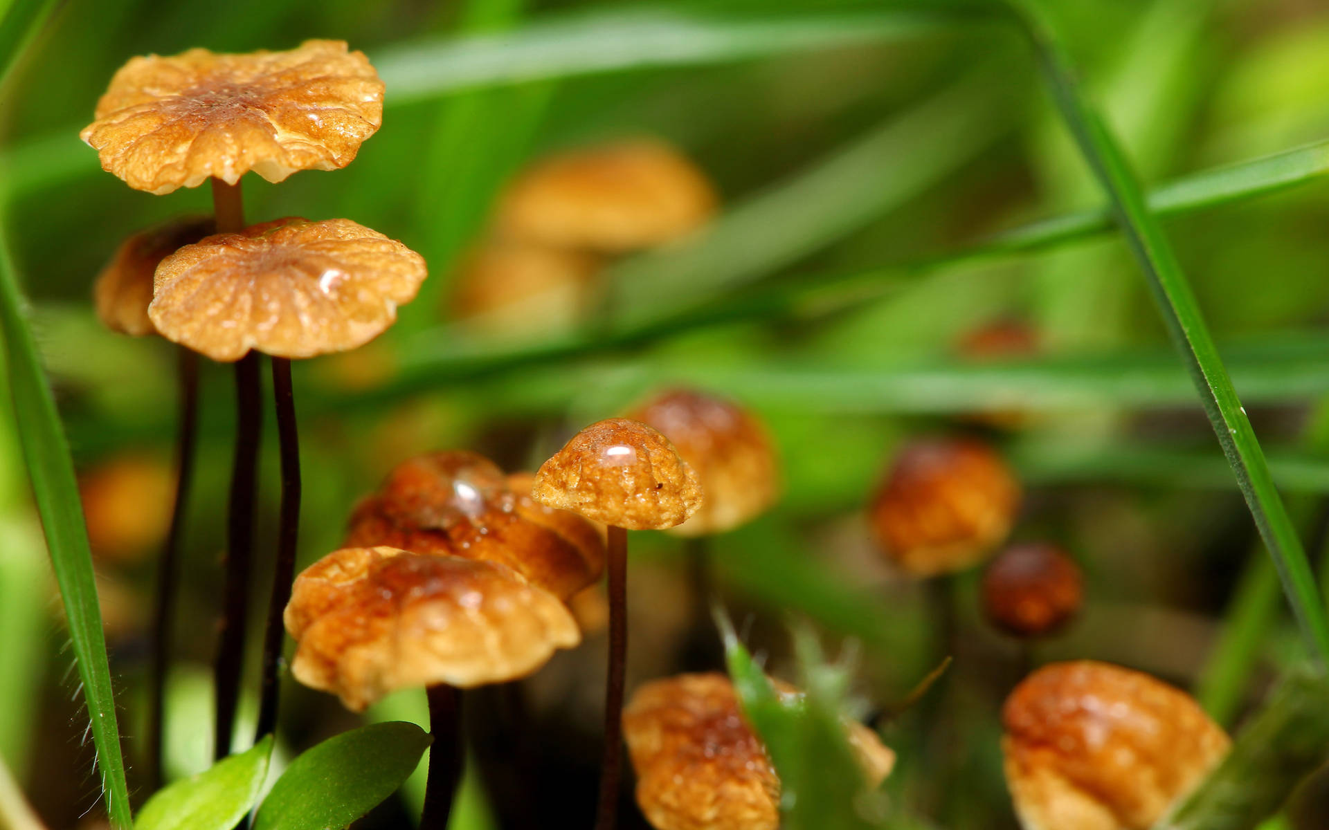 Cute Brown Mushrooms Of Different Heights Background