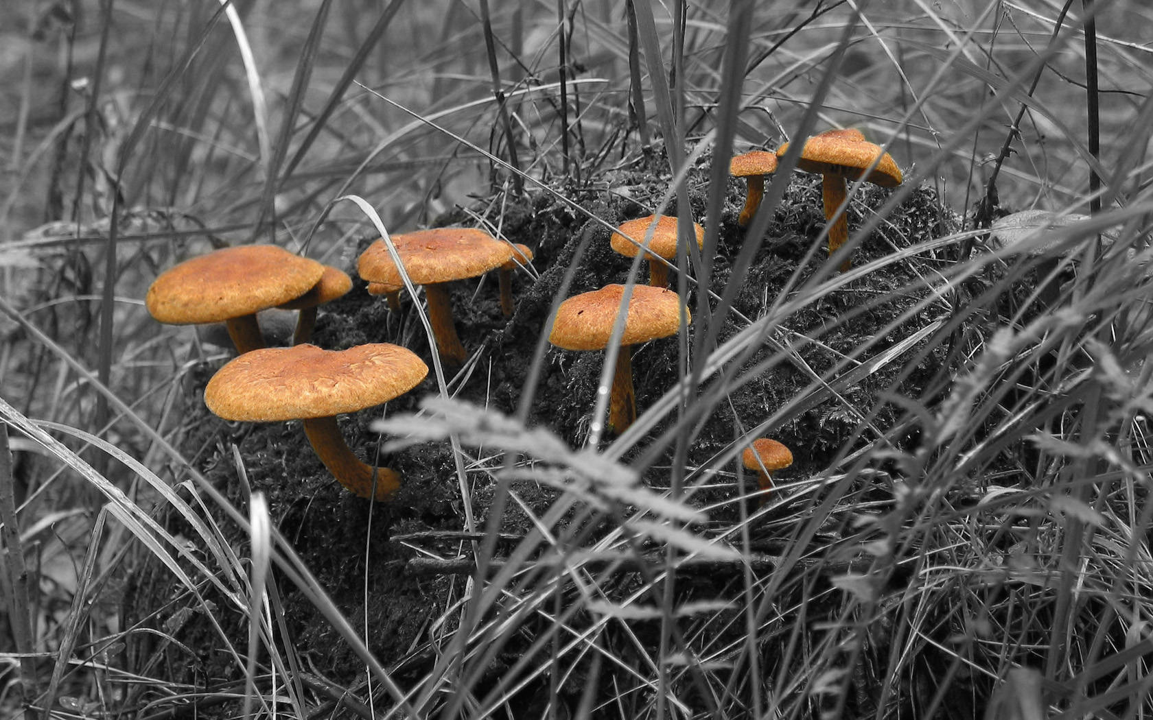 Cute Brown Mushrooms On Grayscale Grass