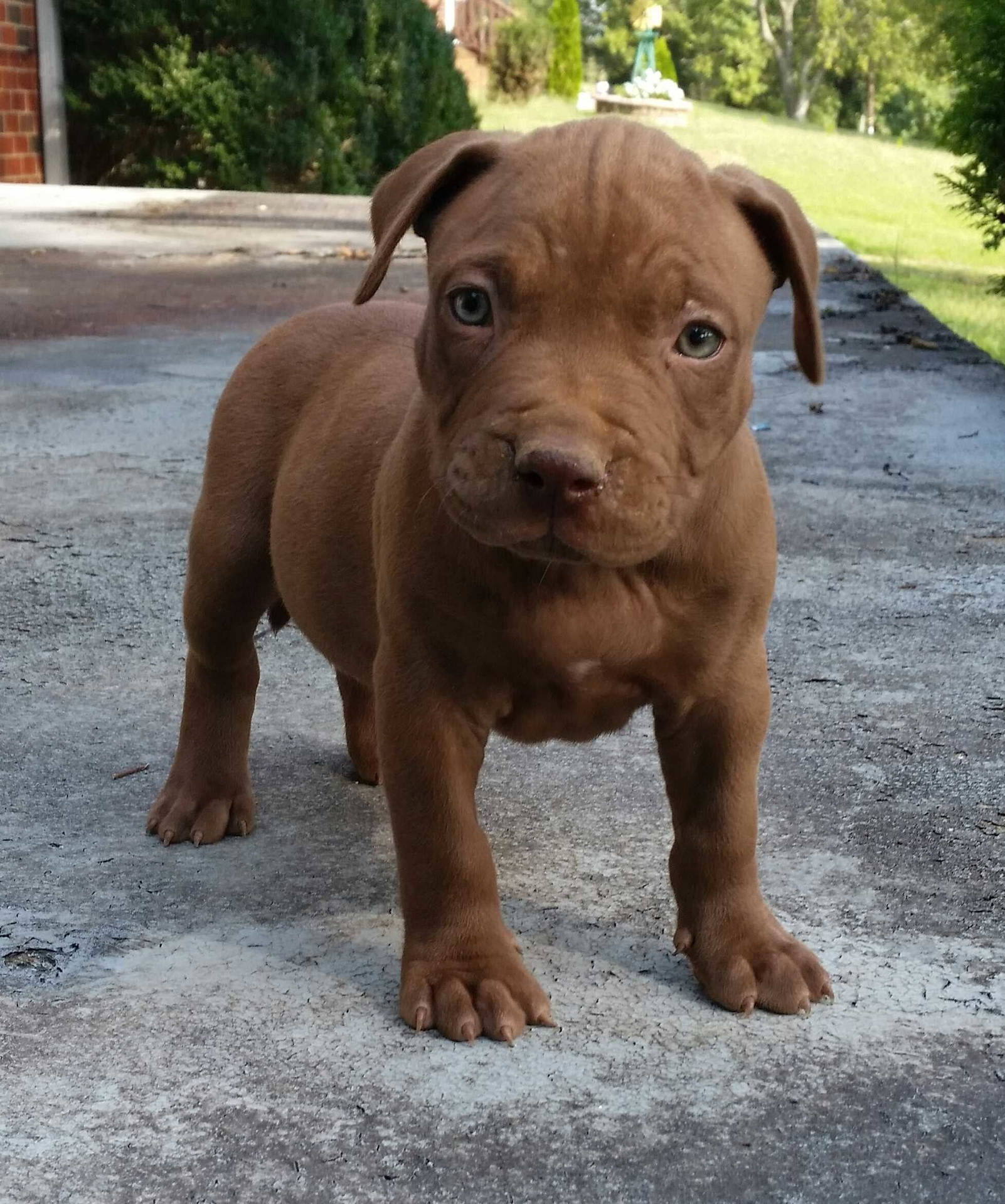 Cute Brown Pitbull Puppy Background