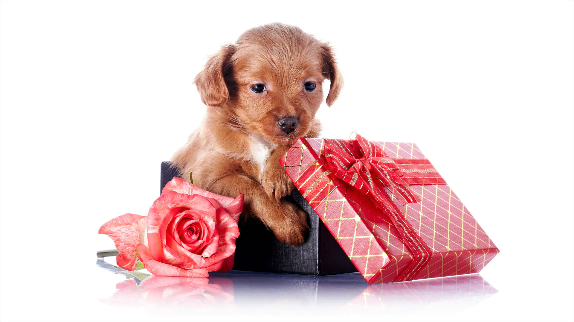 Cute Brown Puppy With Gifts Background