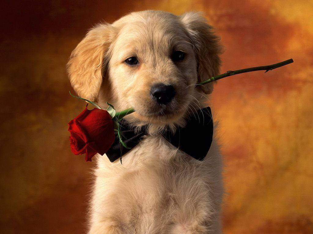 Cute Brown Puppy With Red Rose Background