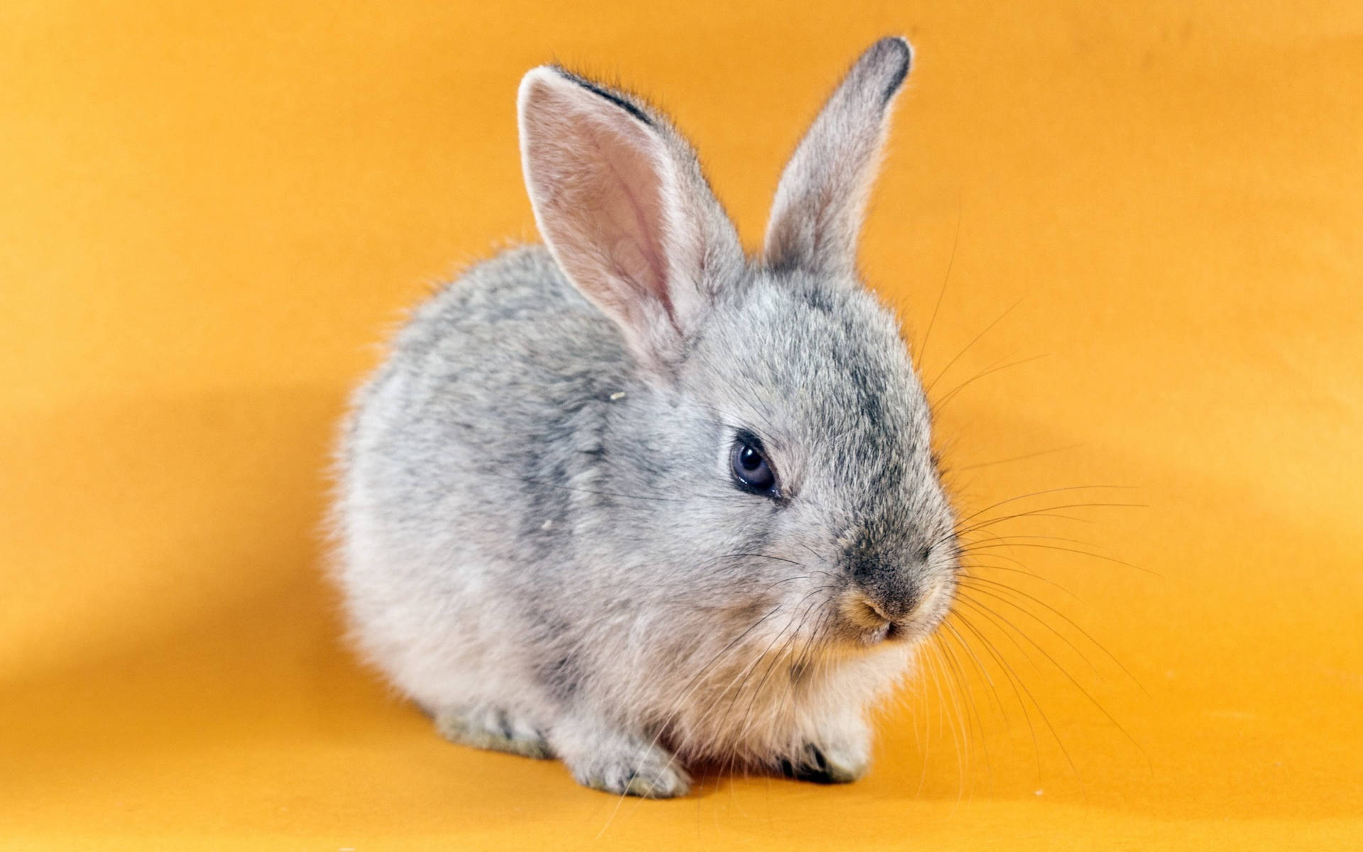Cute Bunny Amber-yellow Background