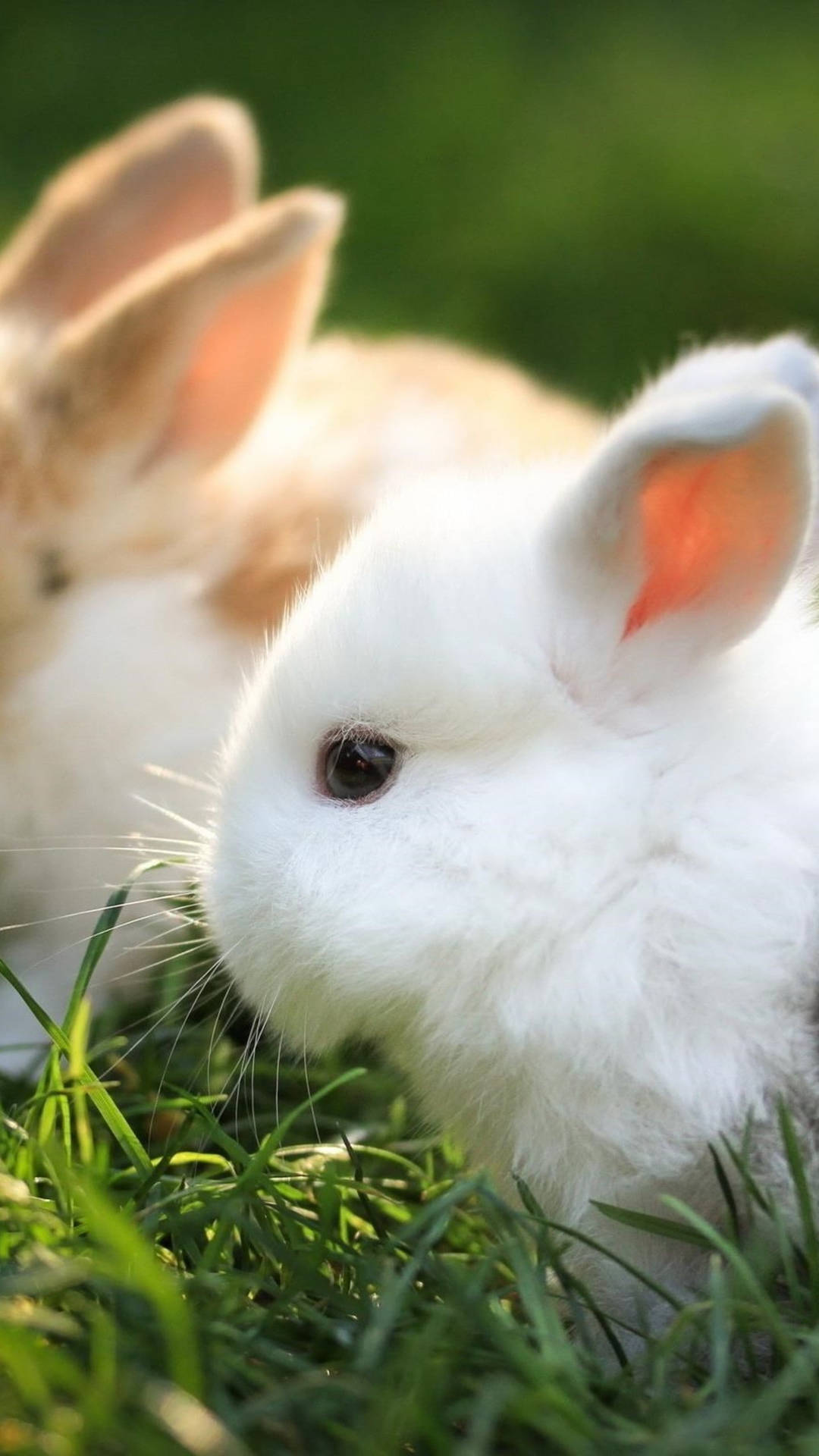 Cute Bunny Animals On The Grass Background
