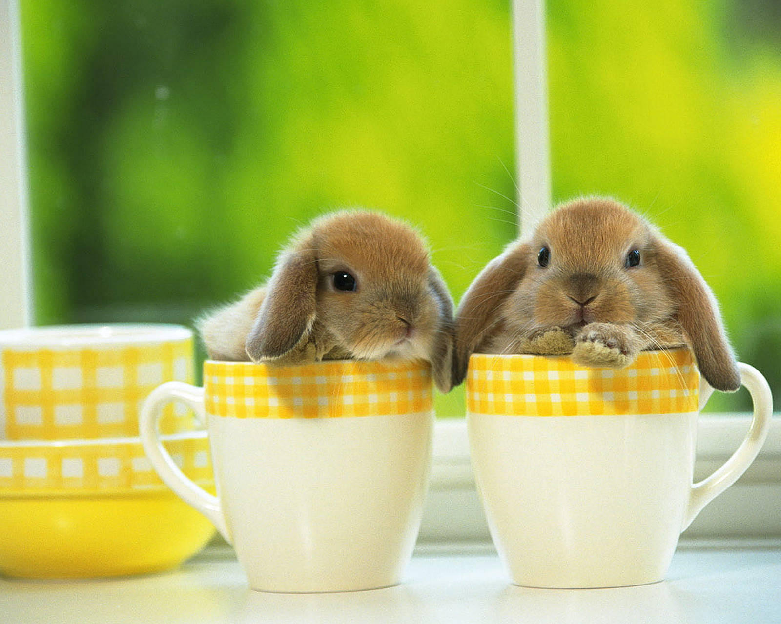Cute Bunny Babies In Teacups Background
