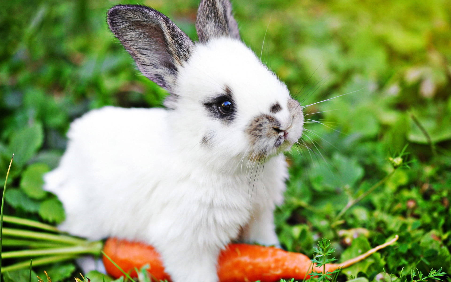 Cute Bunny Holding A Carrot Background
