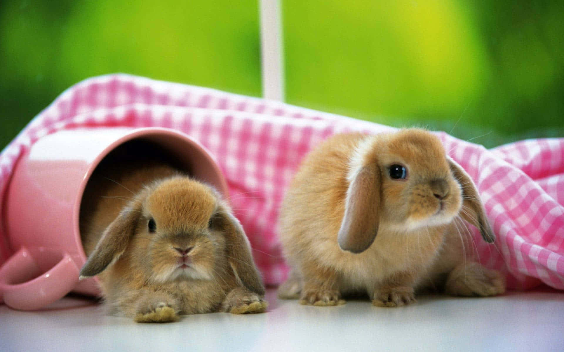 Cute Bunny On Iphone Background