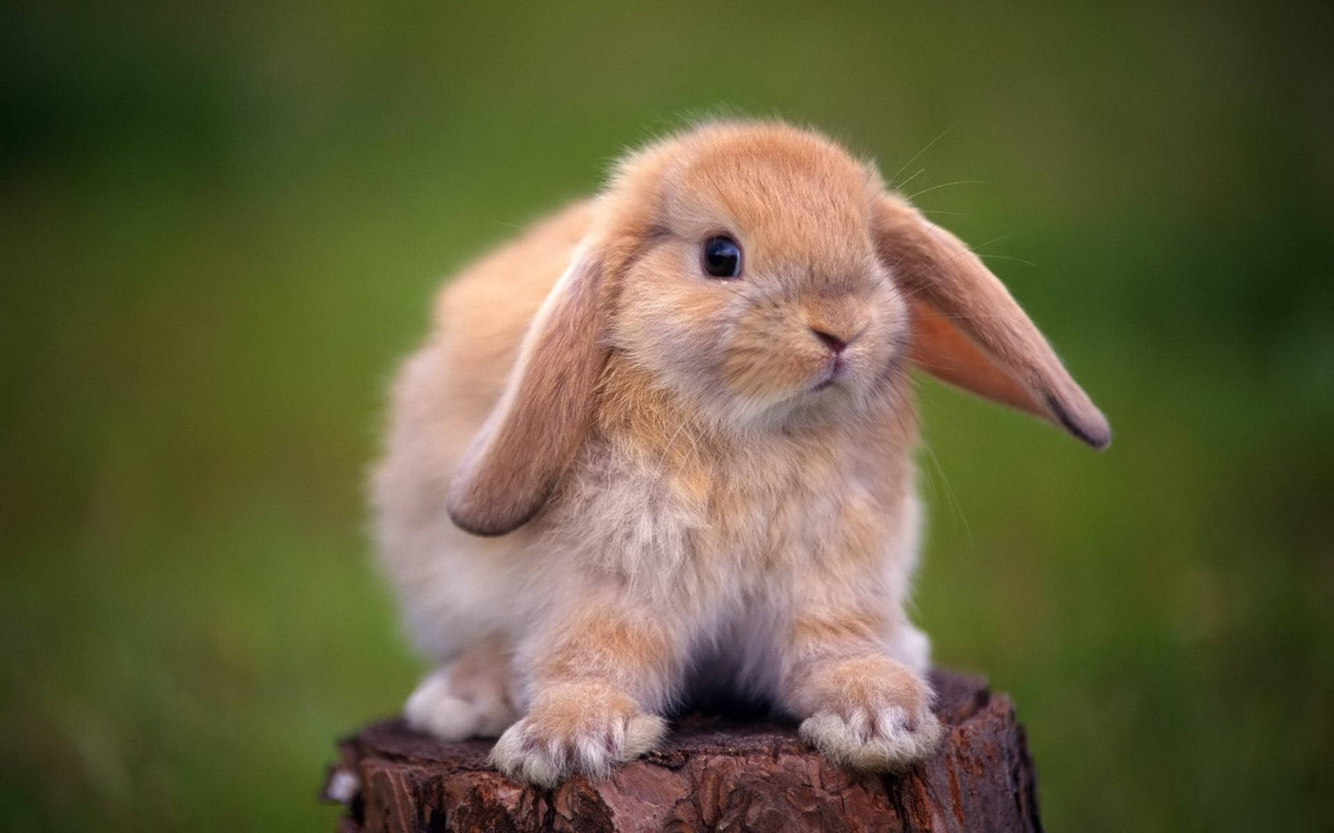 Cute Bunny On Tree Stump Background