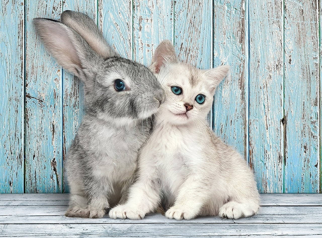 Cute Bunny With Cute Kitten Background