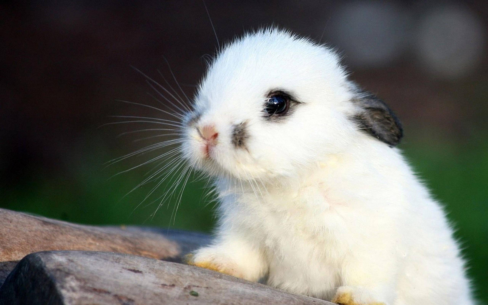 Cute Bunny With Gray Marks Background