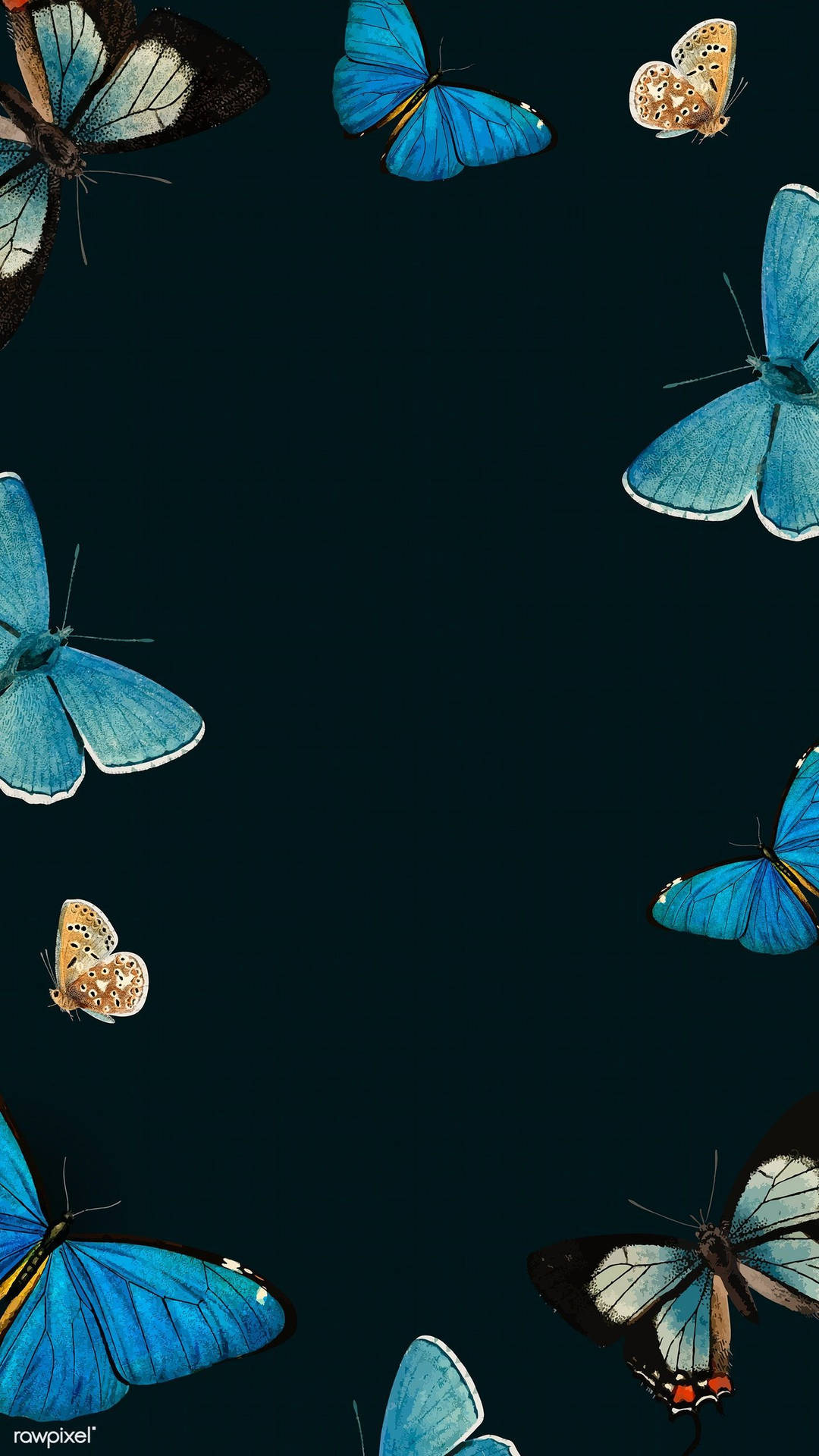 Cute Butterfly Iphone Screen Theme Background